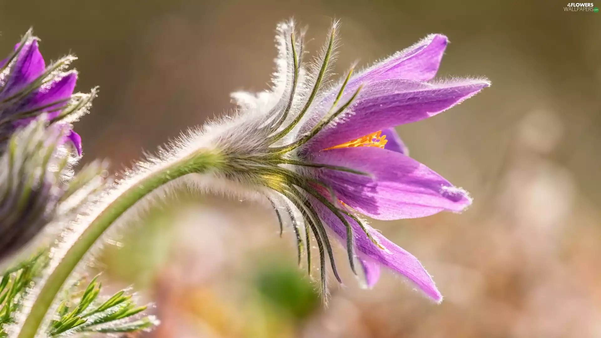 pasque, Flowers, Pink