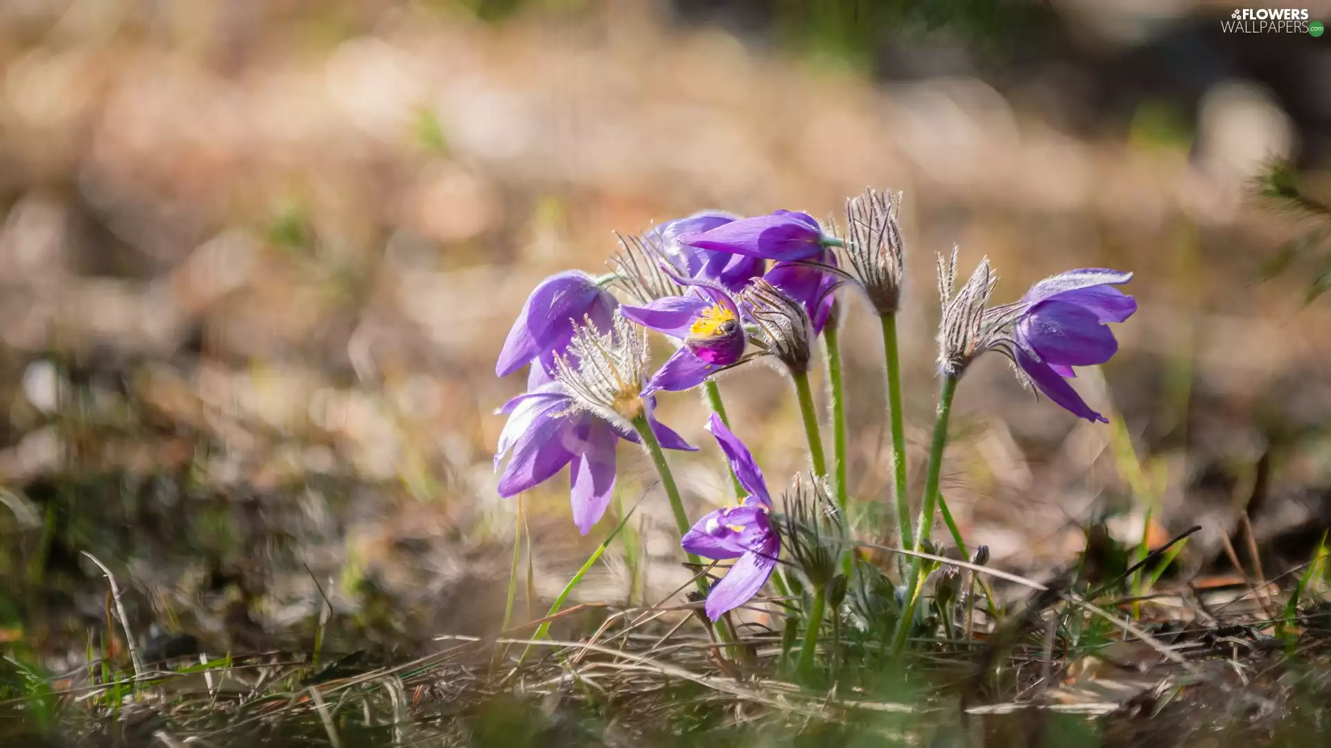 pasque, blooming, purple