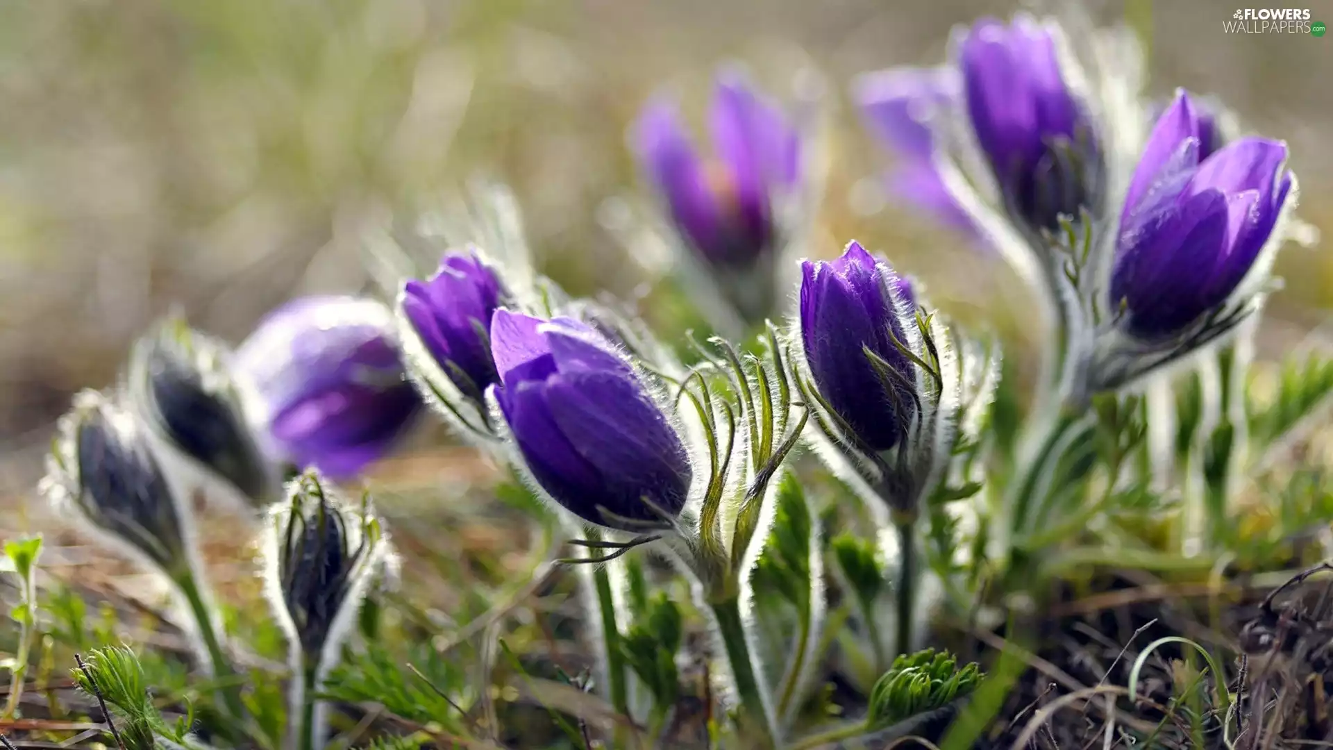 pasque, Flowers, purple