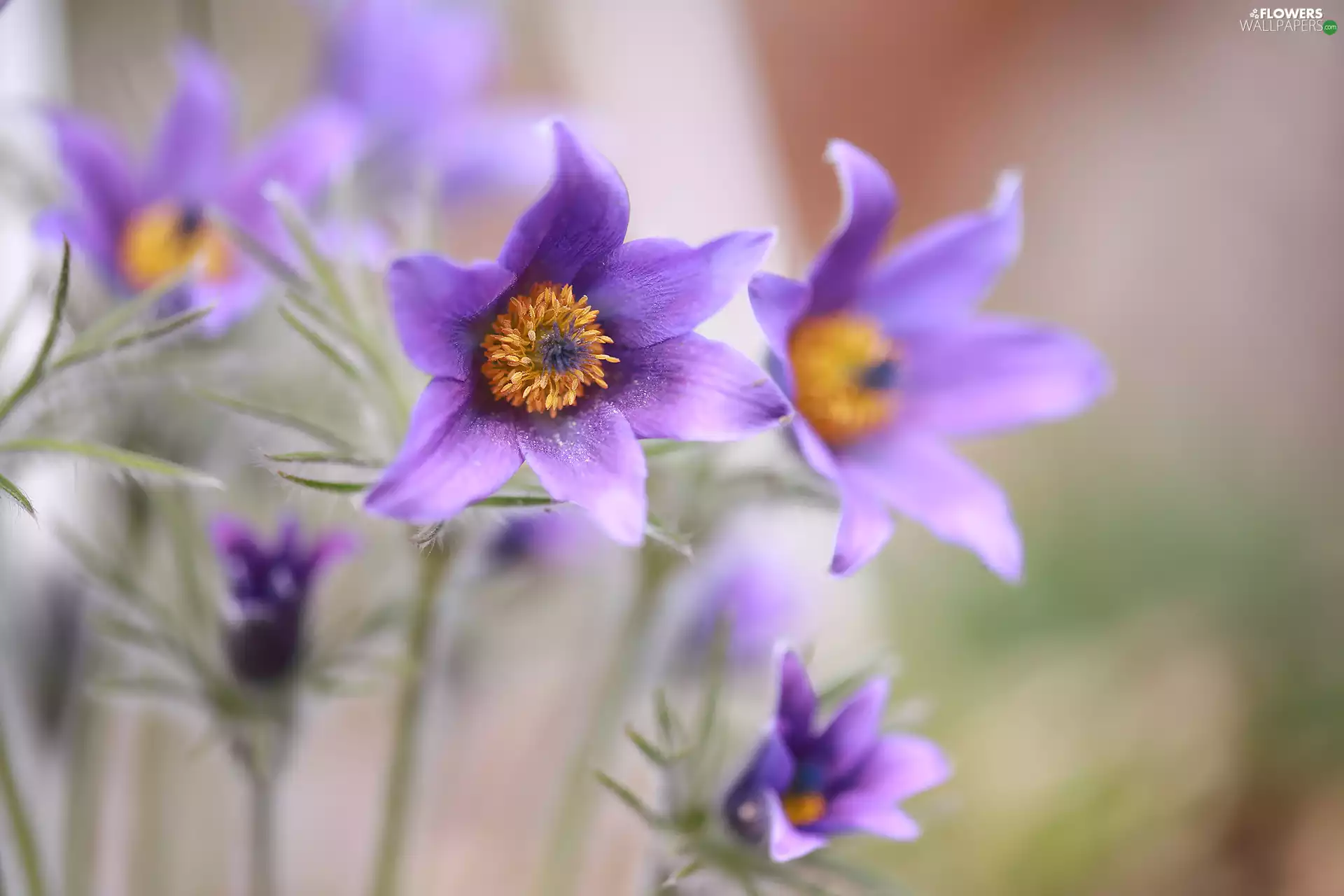 pasque, rapprochement