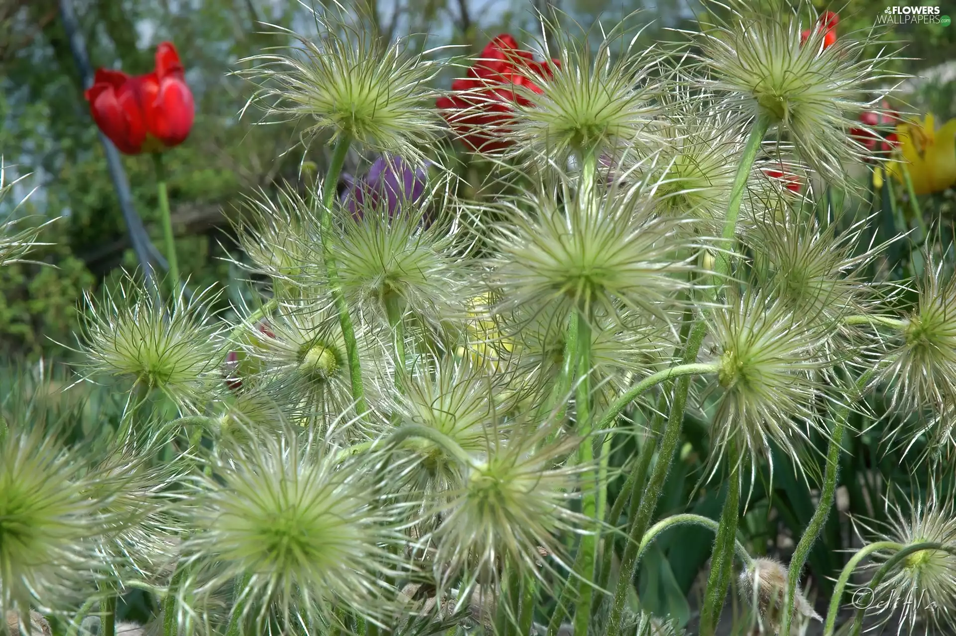 seedheads, pasque