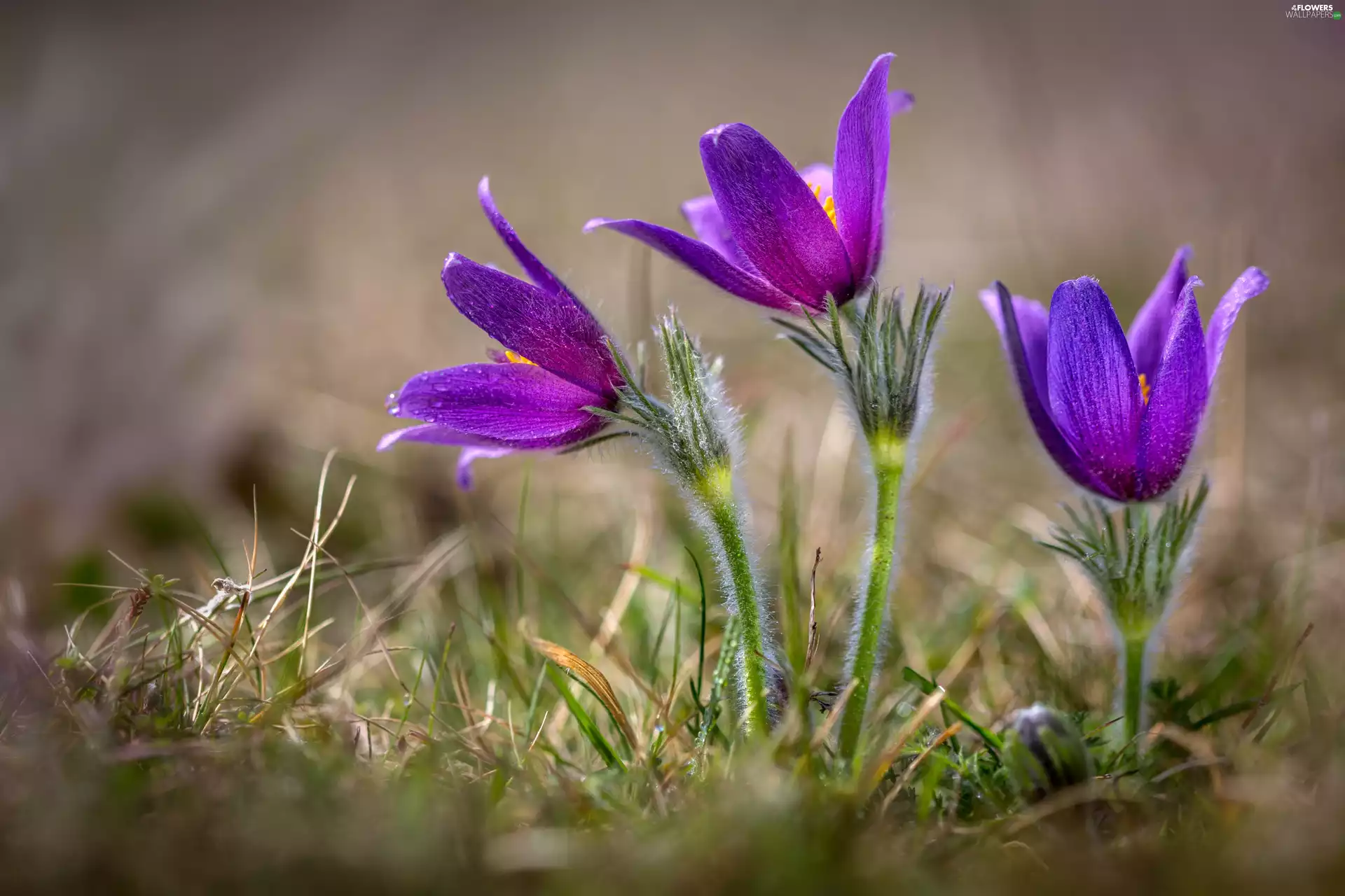 pasque, Flowers, Spring