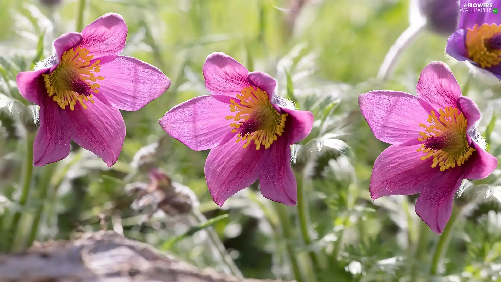 pasque, Flowers, Three