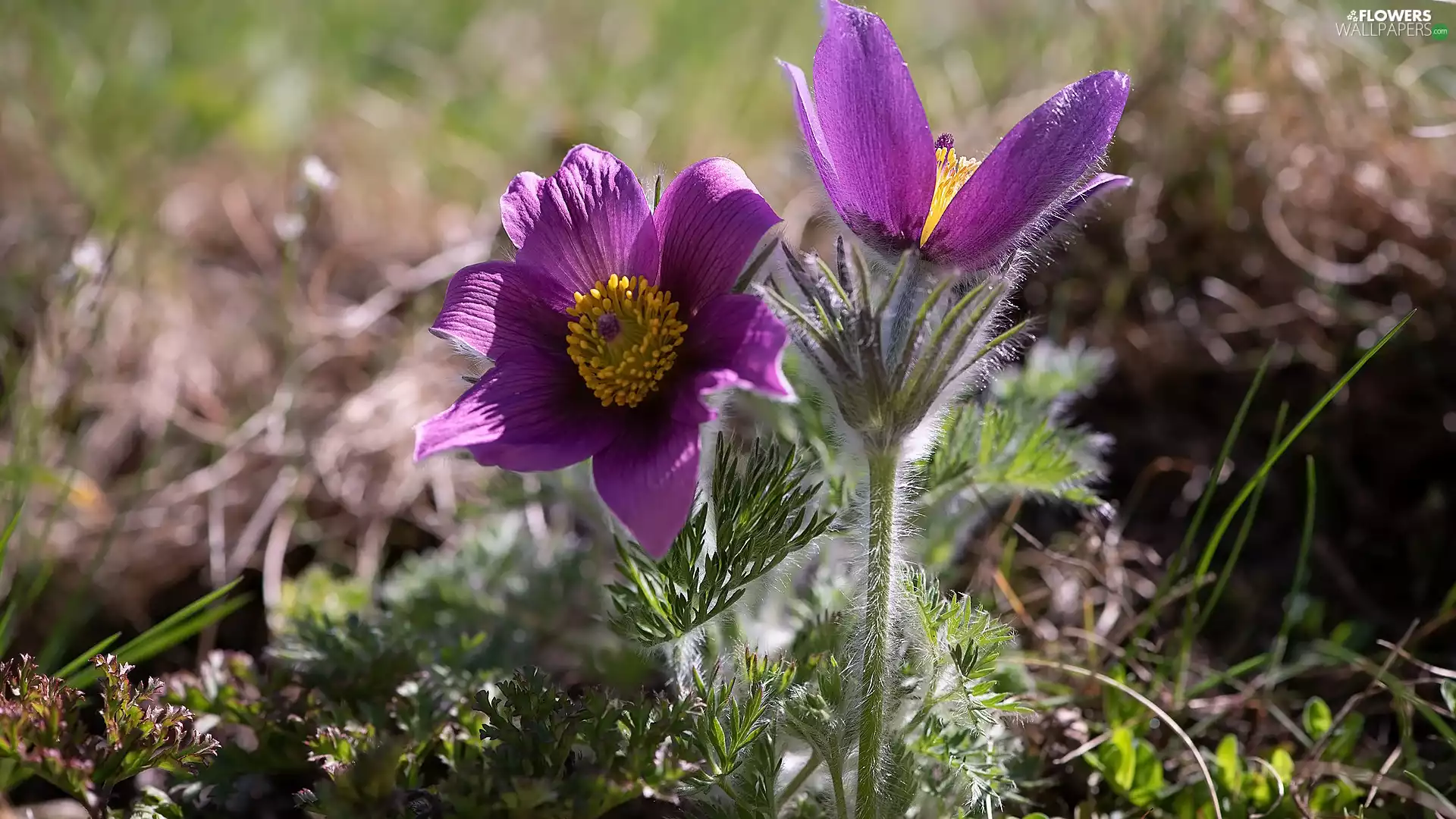 bloom, pasque, Two, purple, Flowers