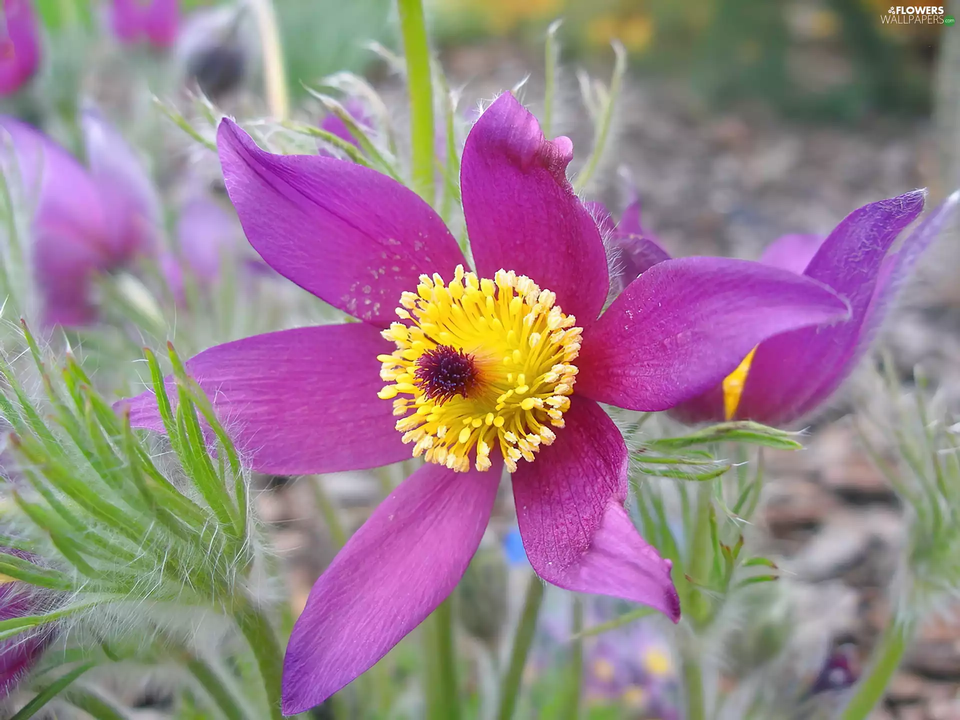 Yellow, Centre, Common pasque, leaves, Violet