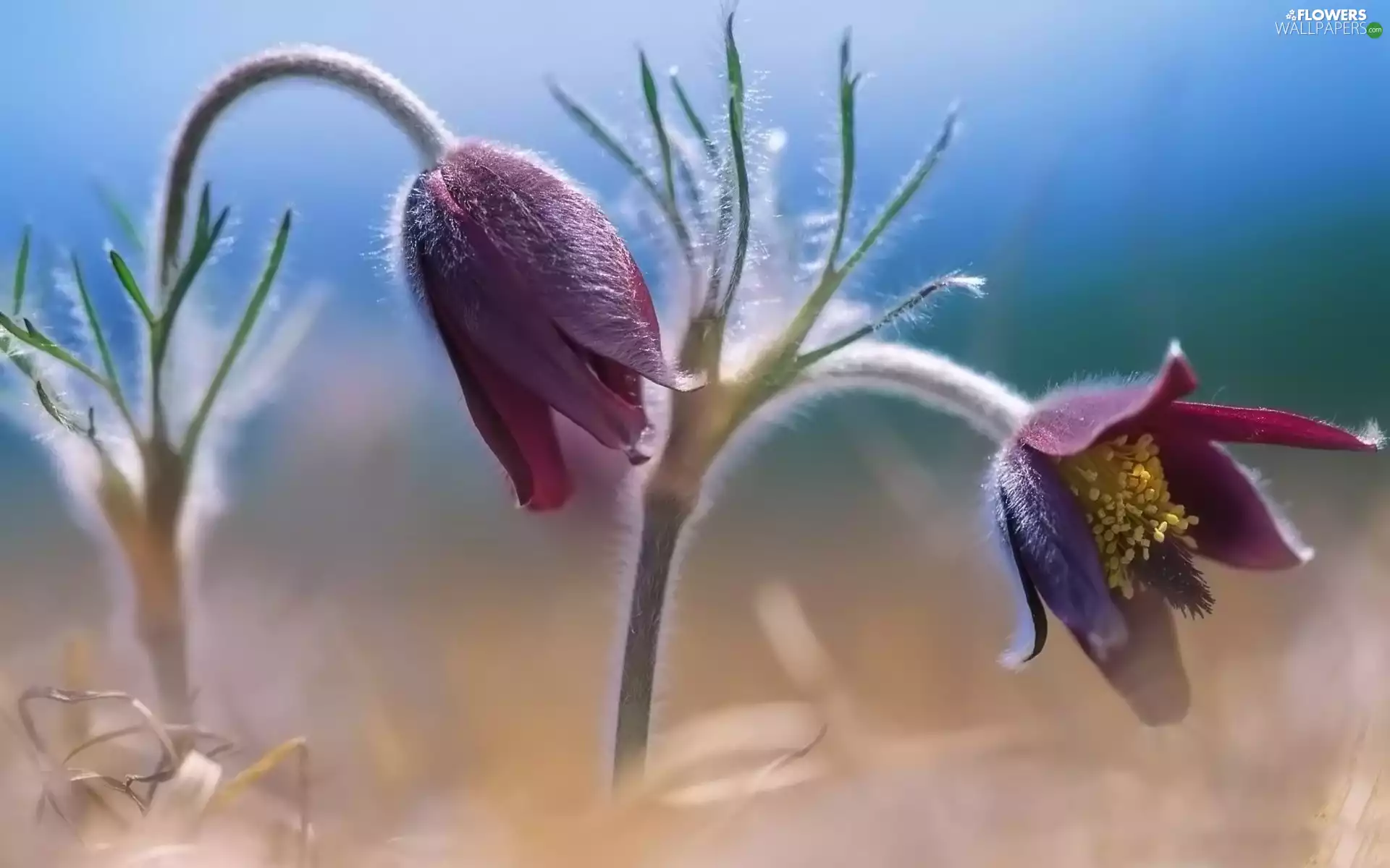 pasque, Flowers, Violet