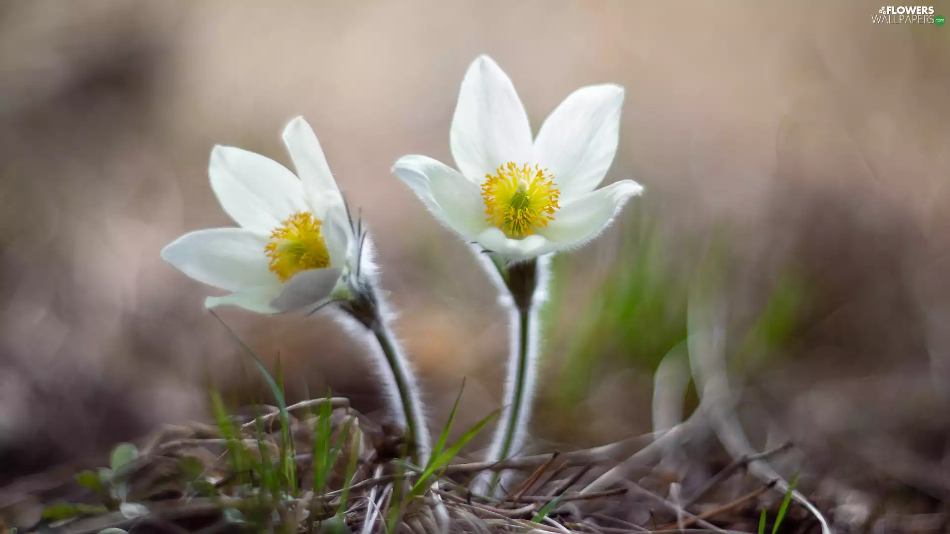 pasque, Flowers, White