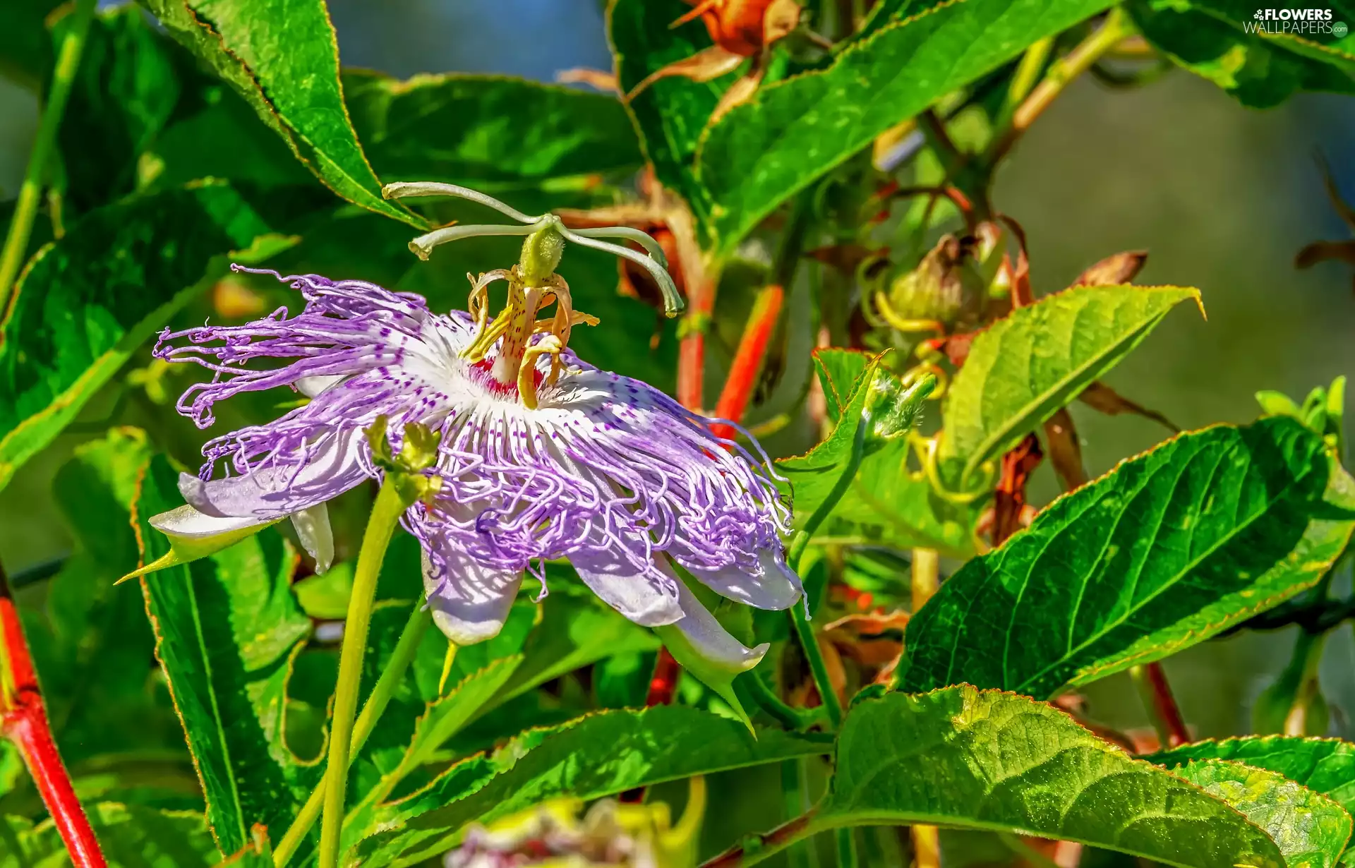 Leaf, plant, Passiflora, Passion, Colourfull Flowers, Garden