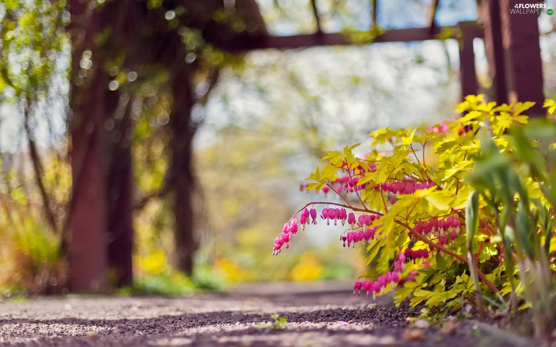 Path, Flowers, fuchsia