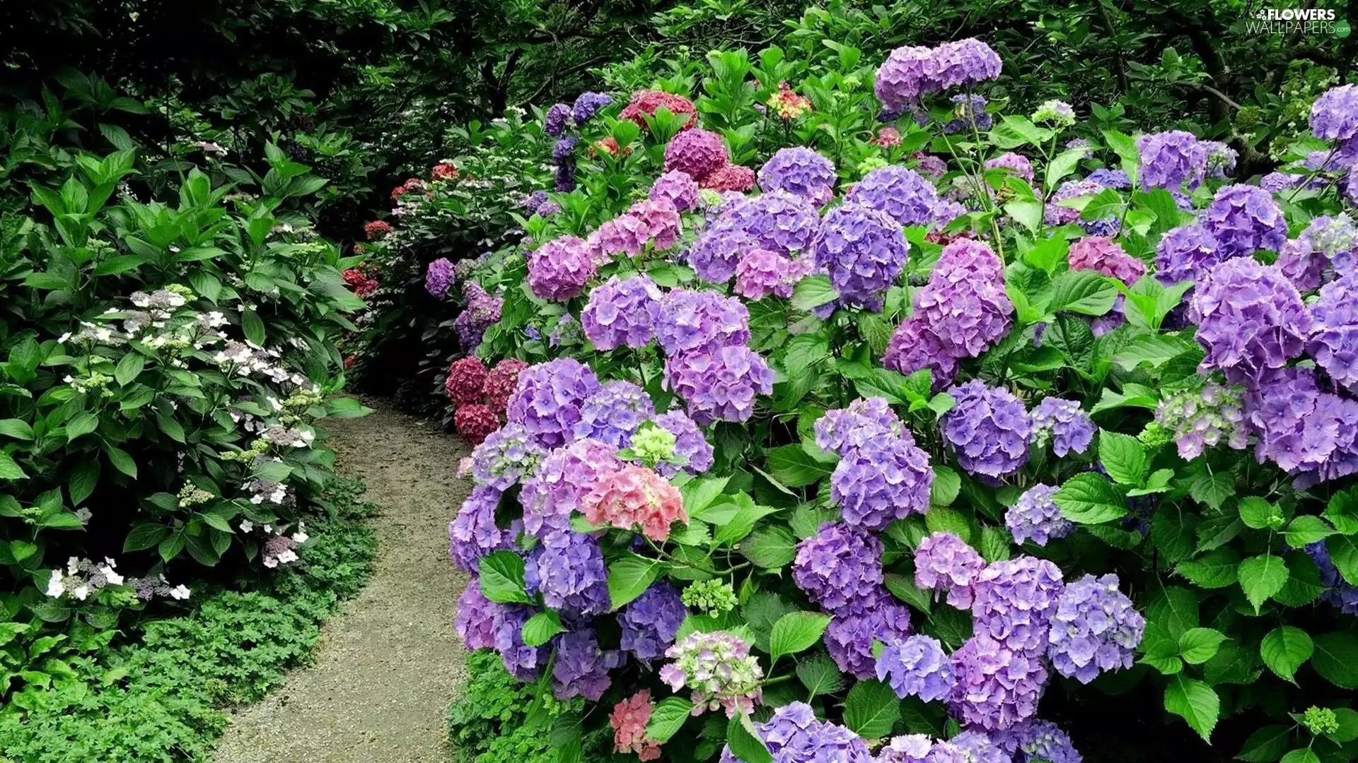 Garden, Flowers, hydrangeas, Path