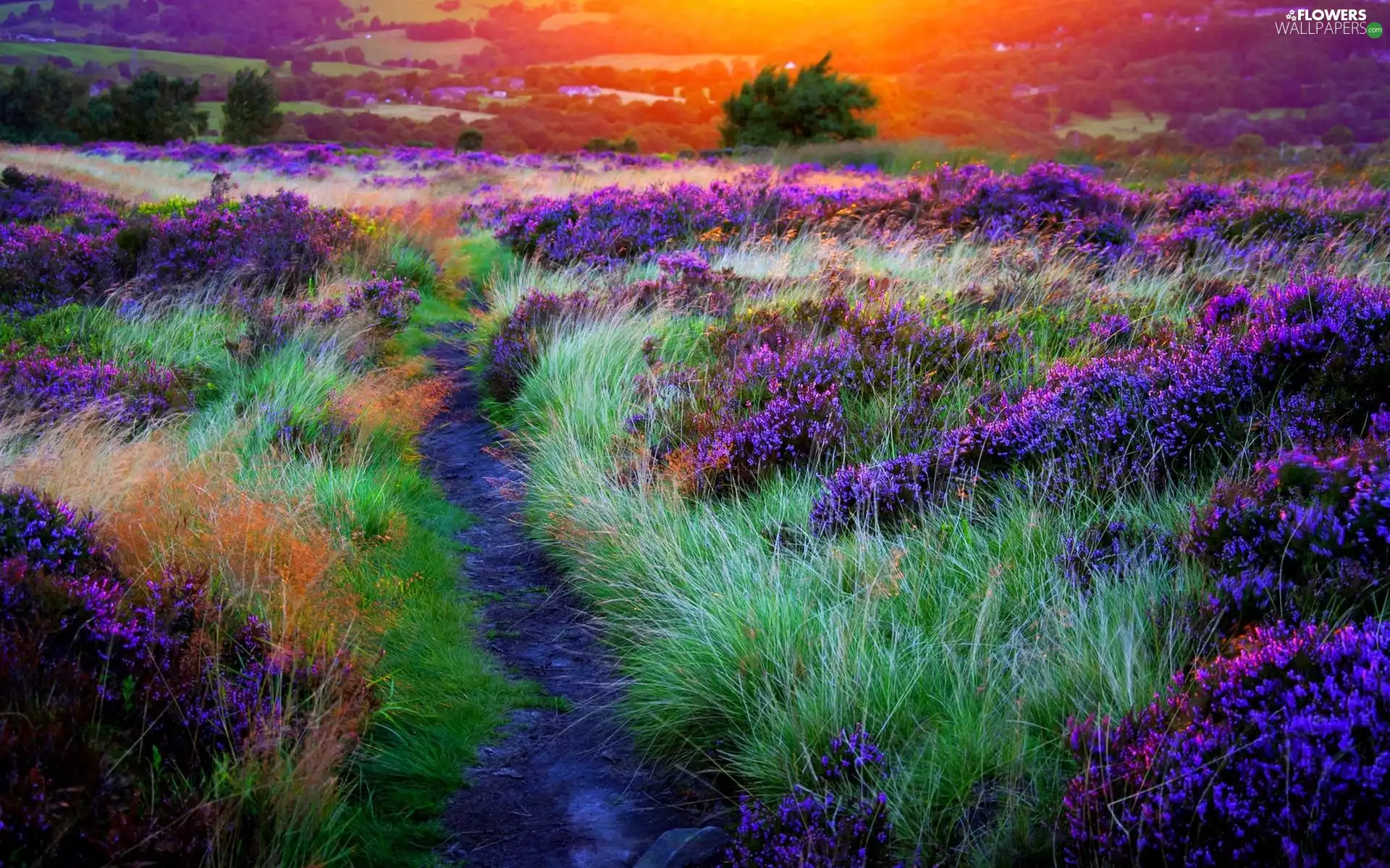 Path, lavender, grass
