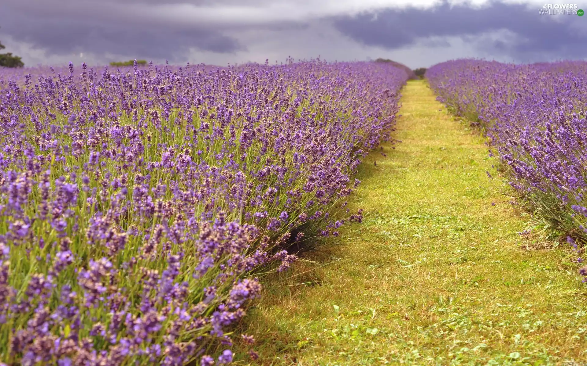Path, Field, lavender