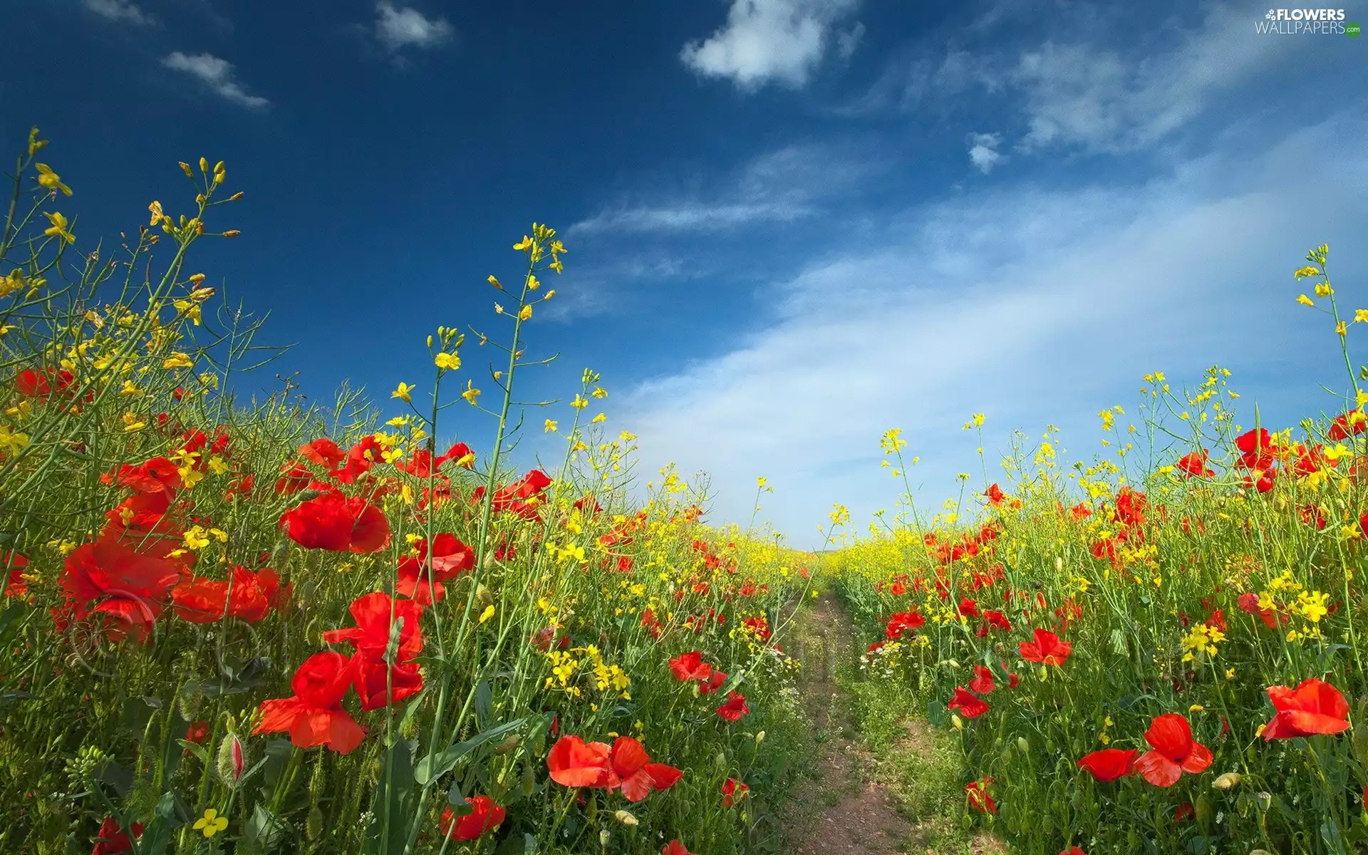 Path, papavers, Meadow