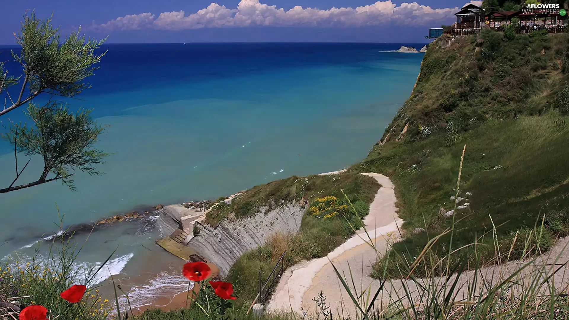 Ocean, papavers, cliff, Path