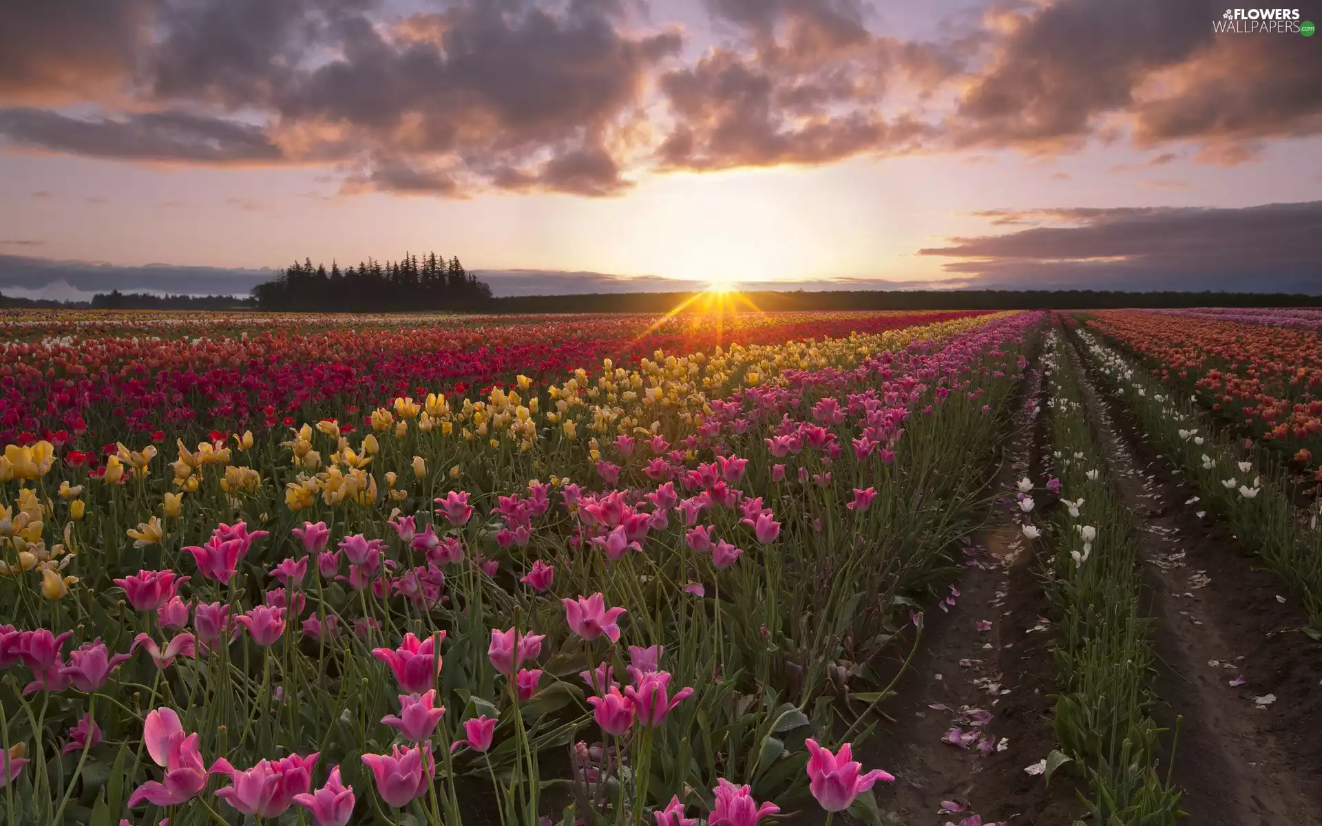 woods, Tulip, sun, Path, field, rays, clouds