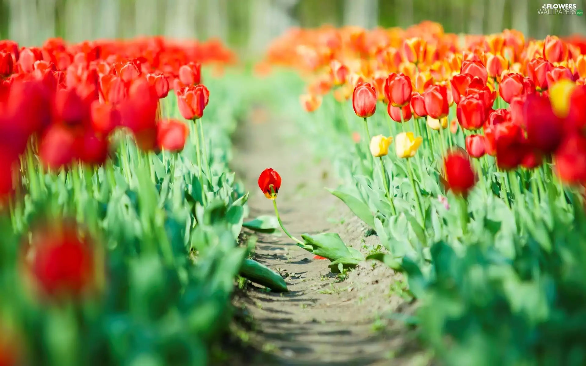 Path, Field, Tulips