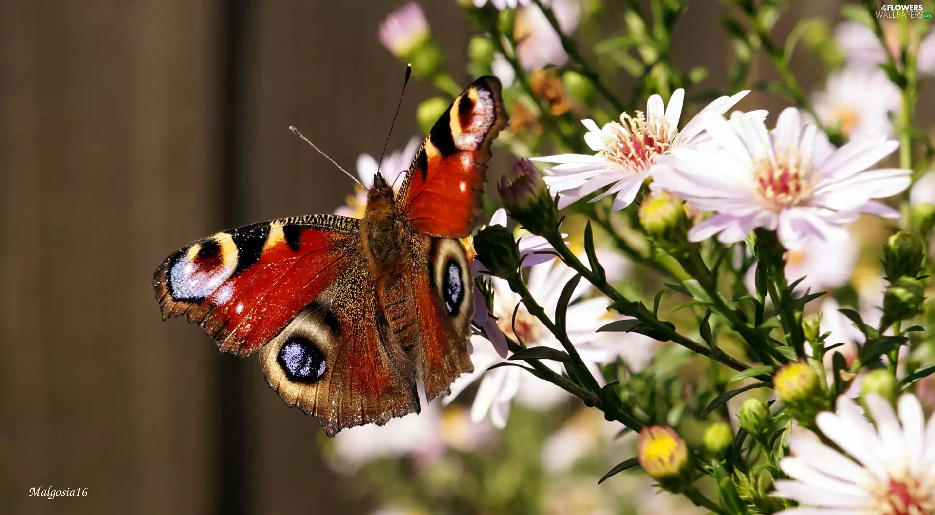butterfly, Peacock, Astra, color, Flowers