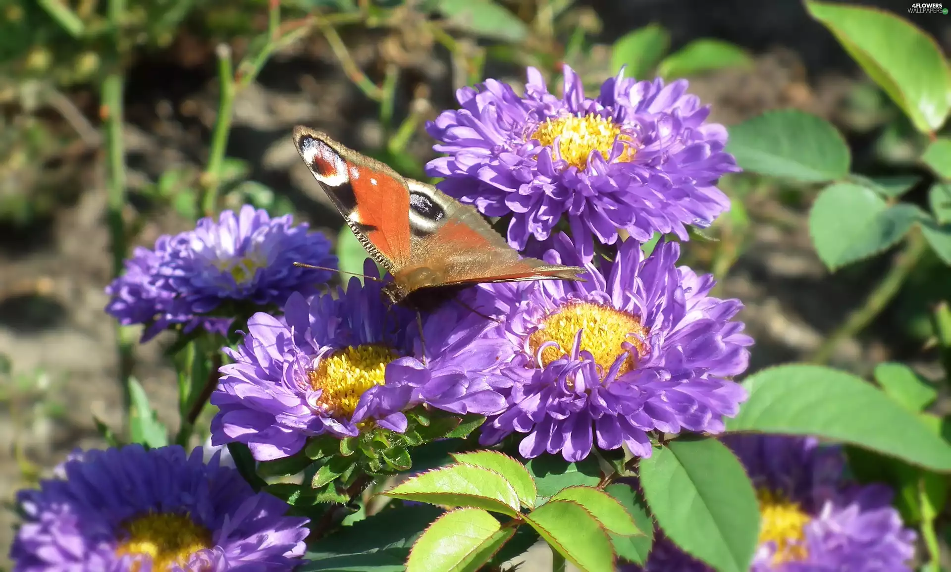 butterfly, Flowers, Astra, Peacock