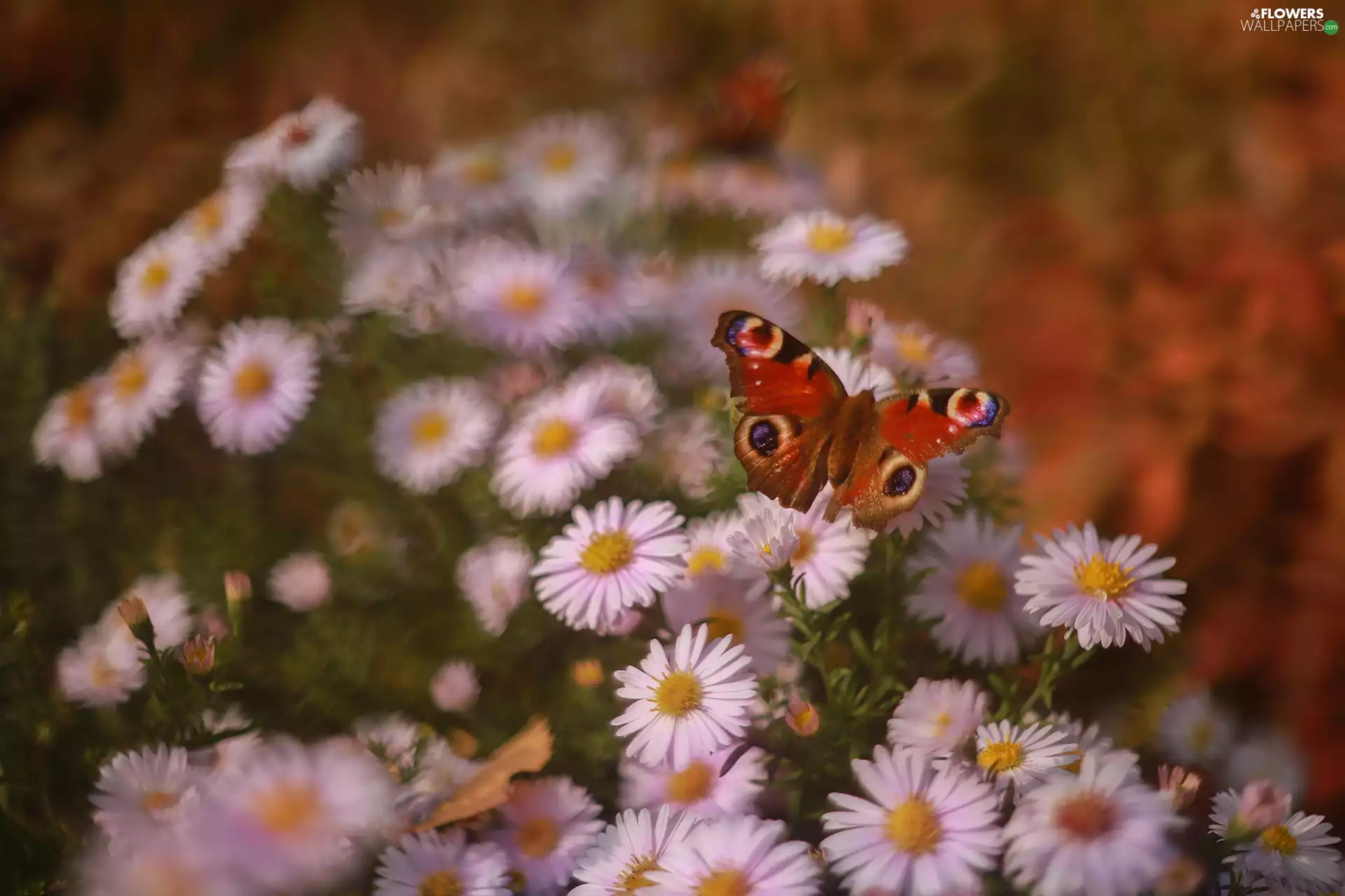 butterfly, Insect, Astra, Peacock