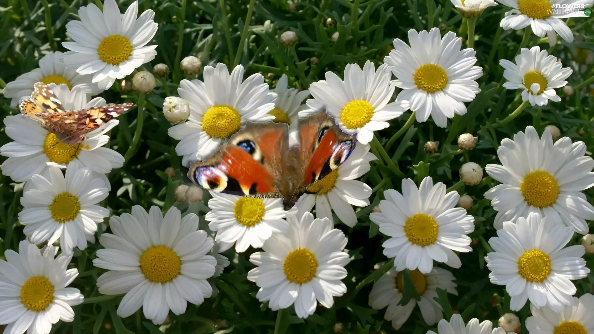 Peacock, daisy, butterfly