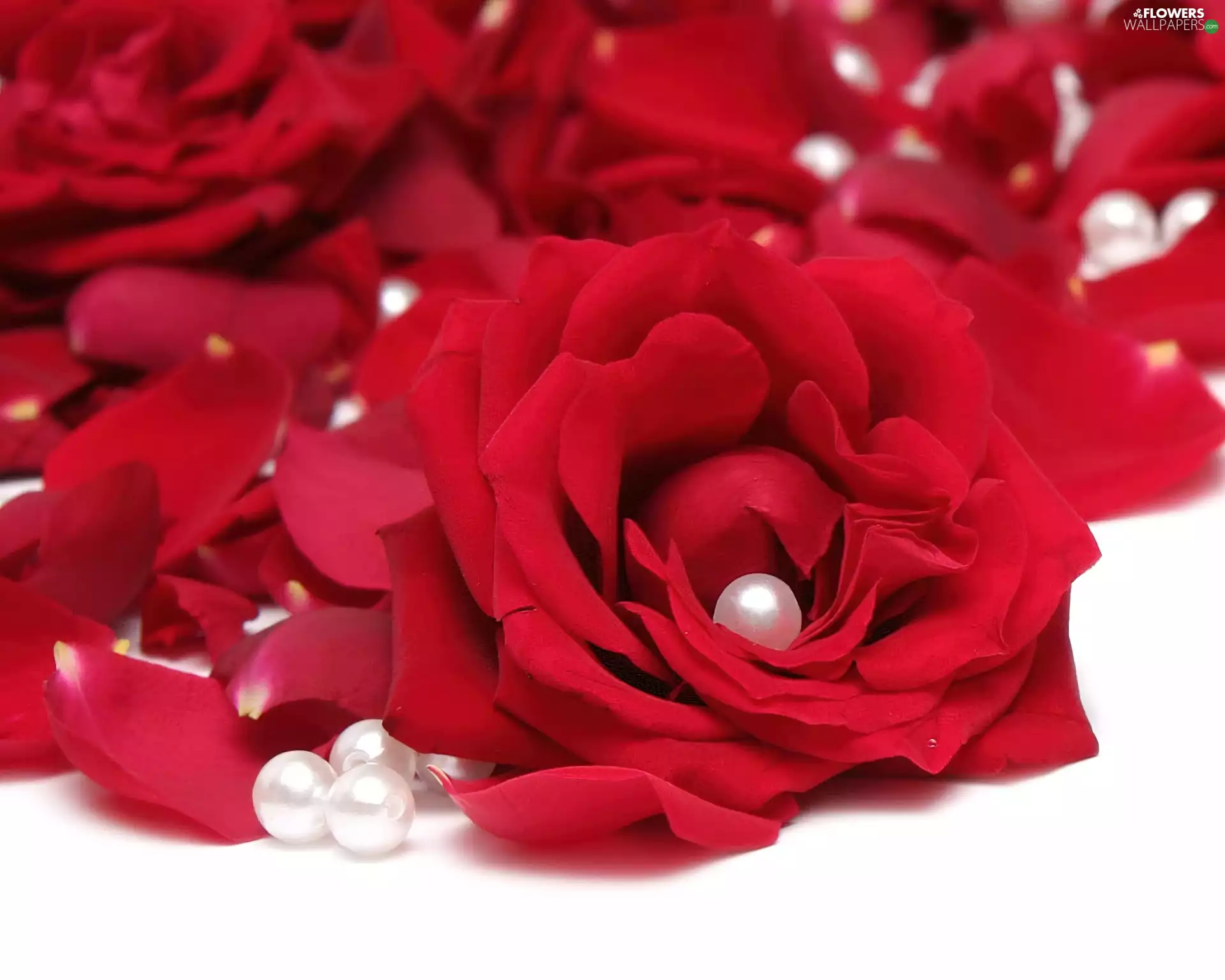 Pearl, Red, roses