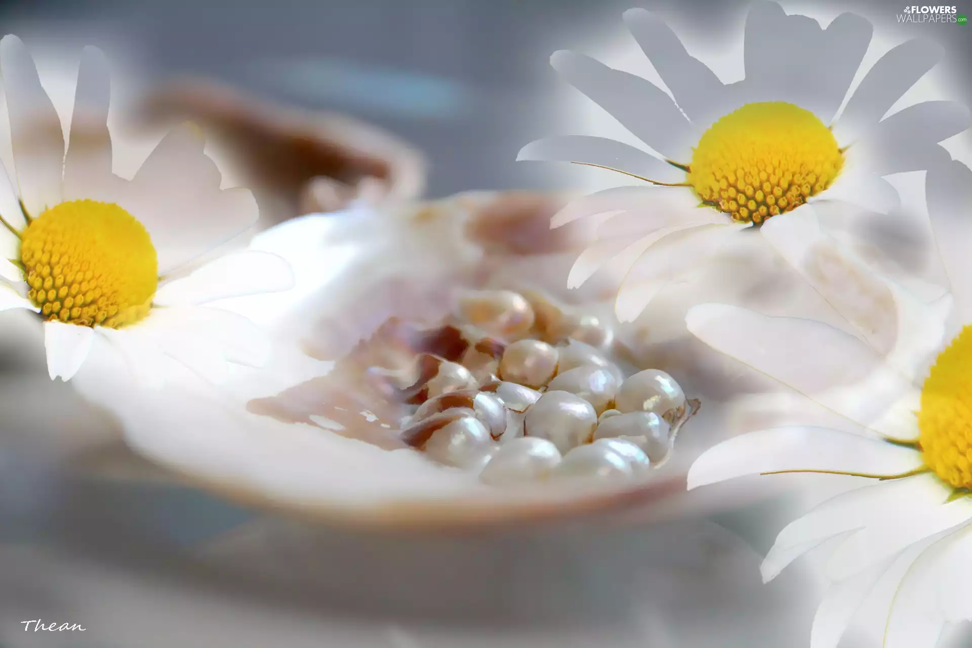 Pearl, daisy, shell