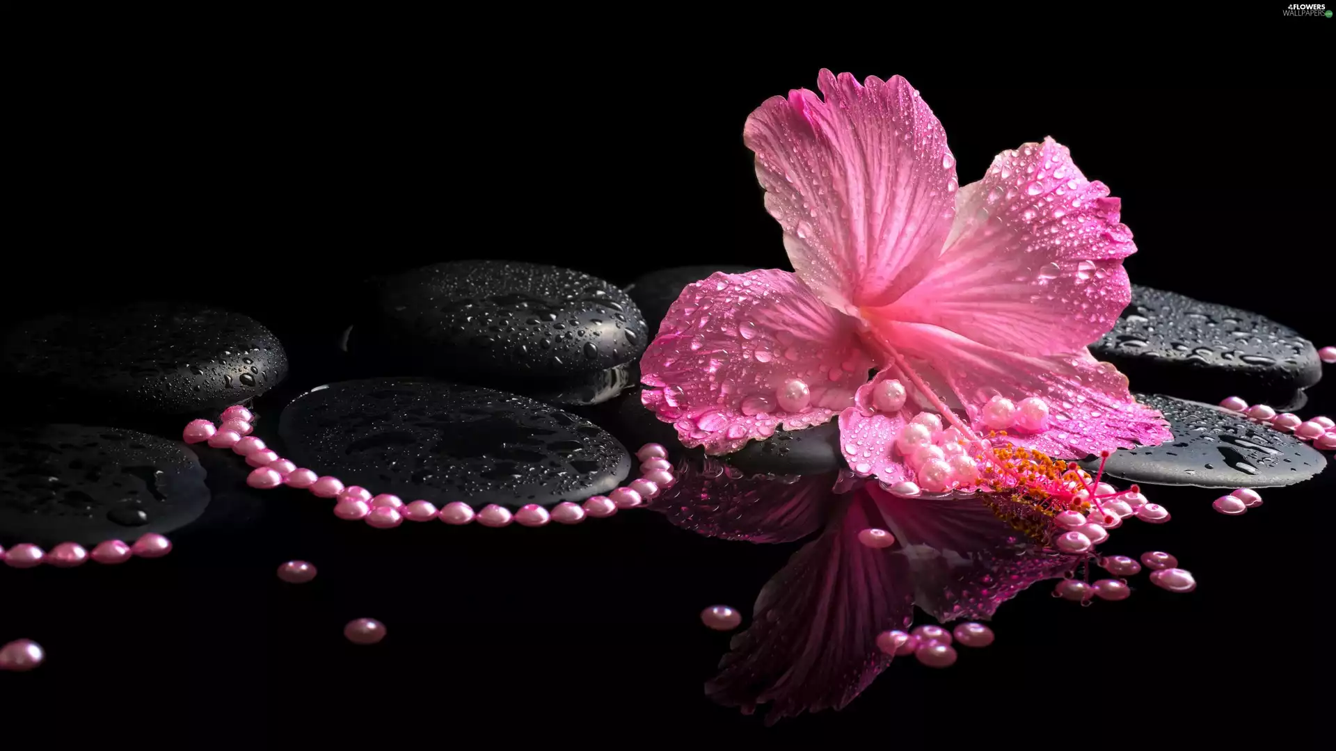 Pearl, Spa, hibiskus, Stones, Pink
