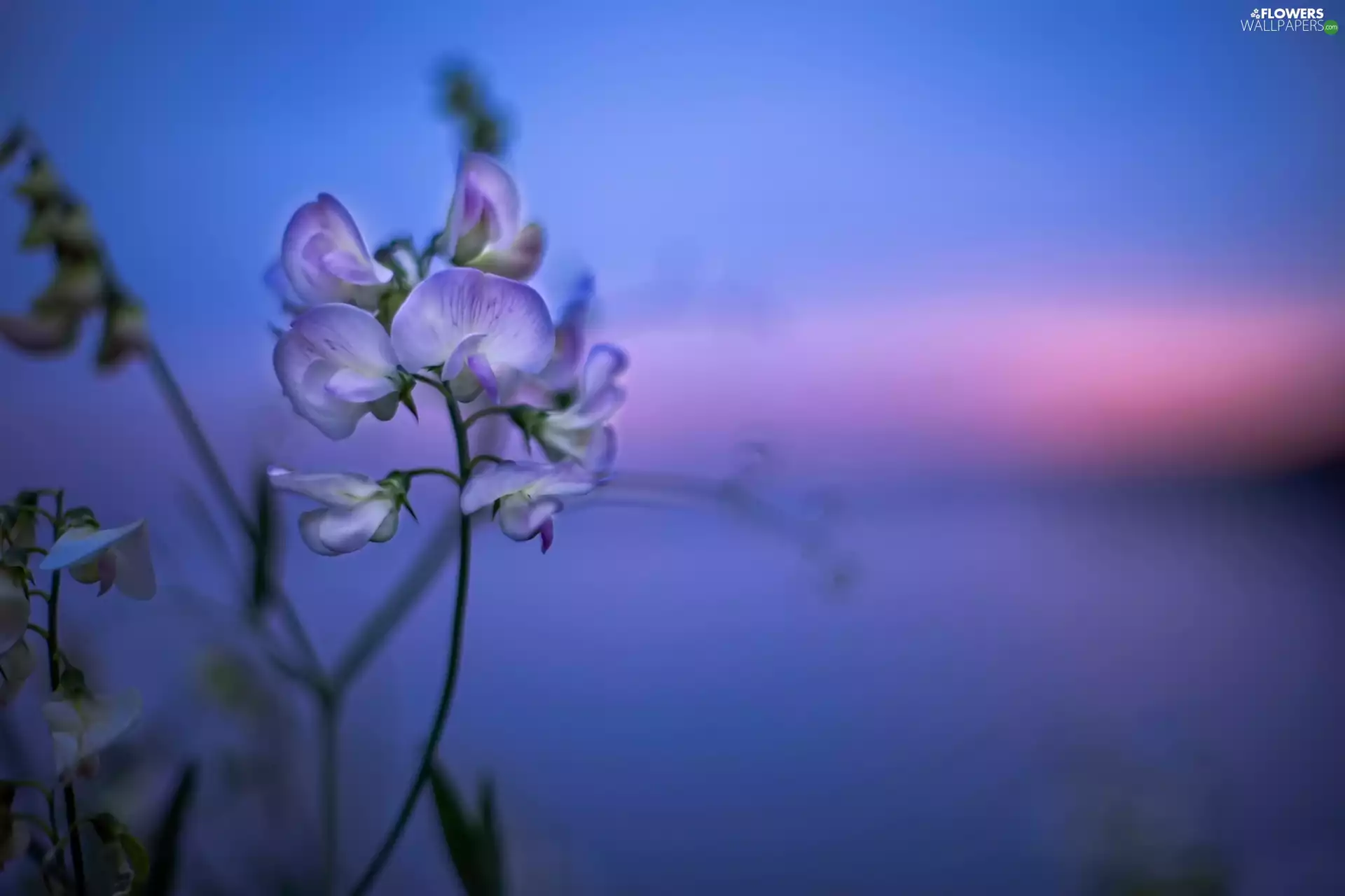 Bokeh, Flower, Sweet Peas