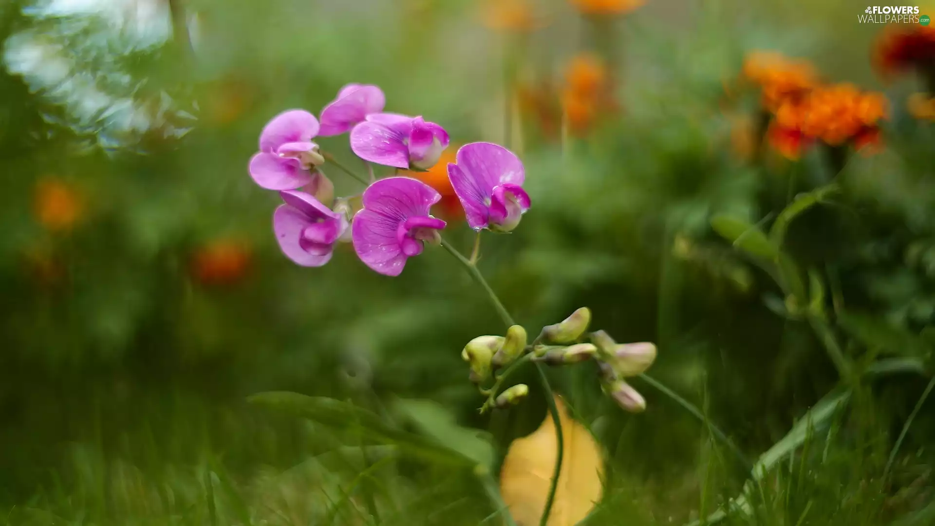 peas, Pink, Flowers