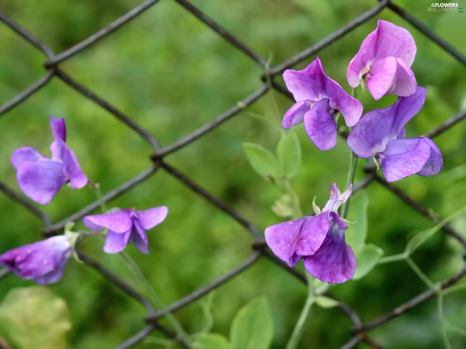 peas, blue, fragrant
