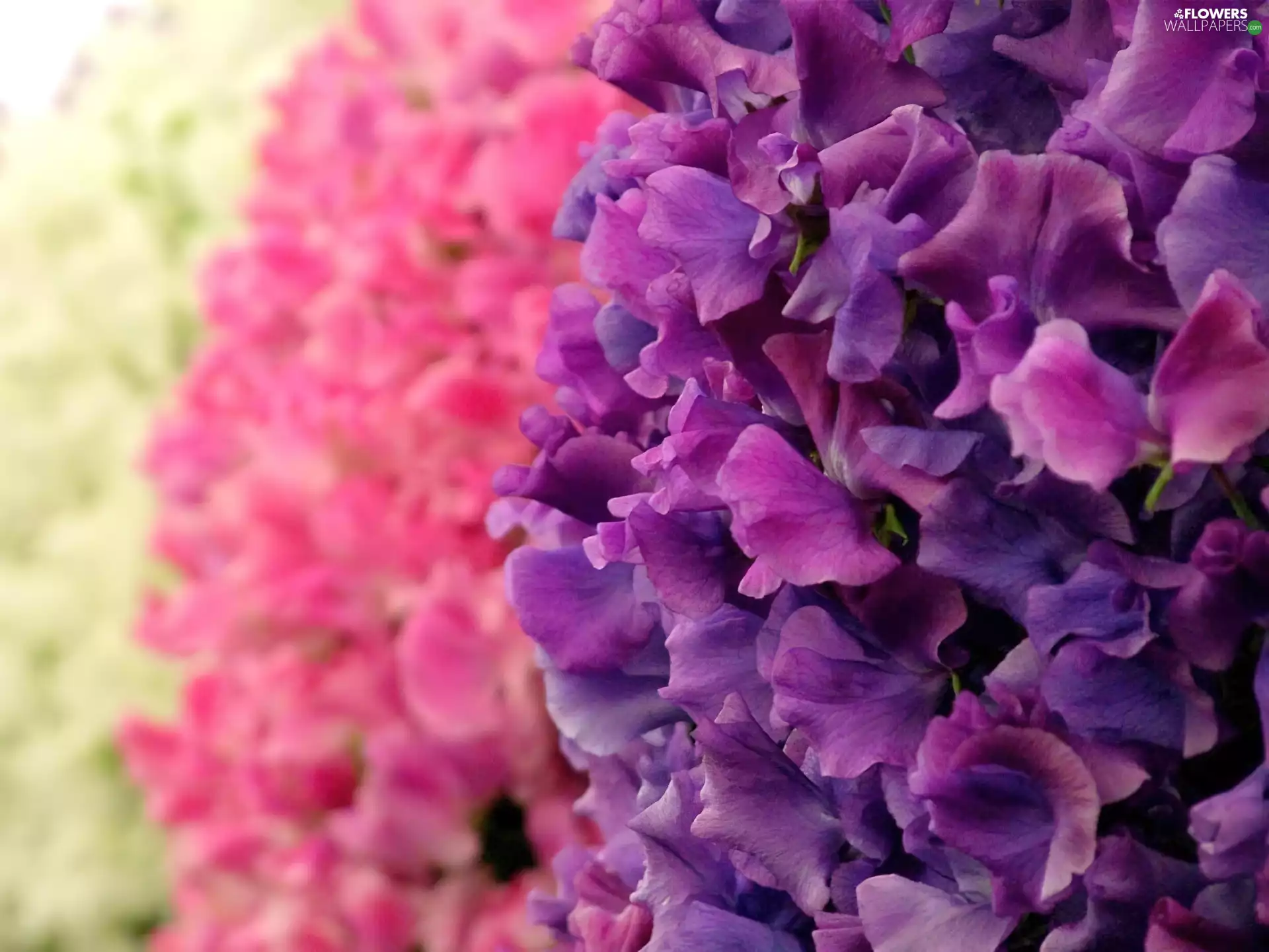 peas, color, fragrant