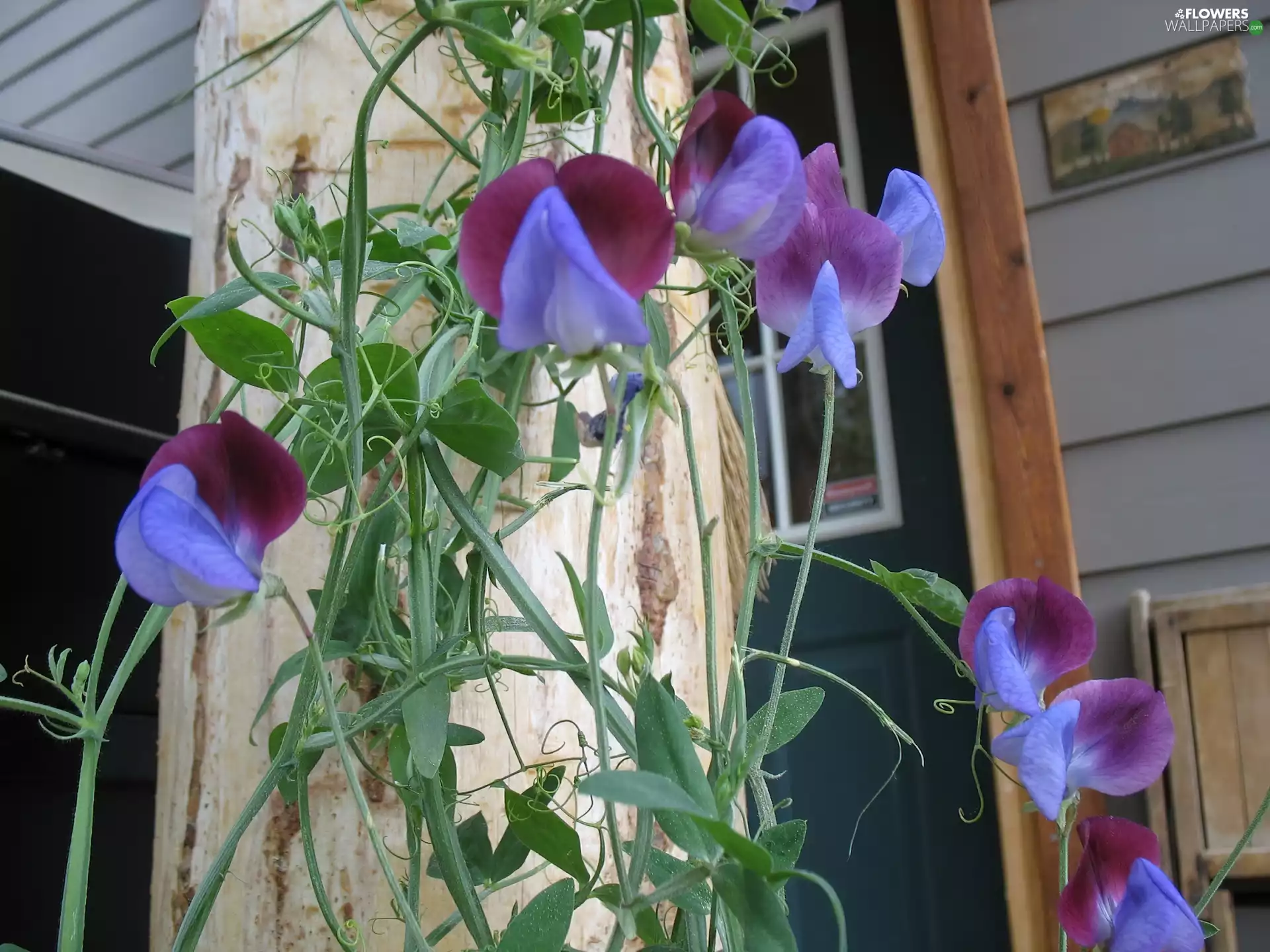 fragrant, peas