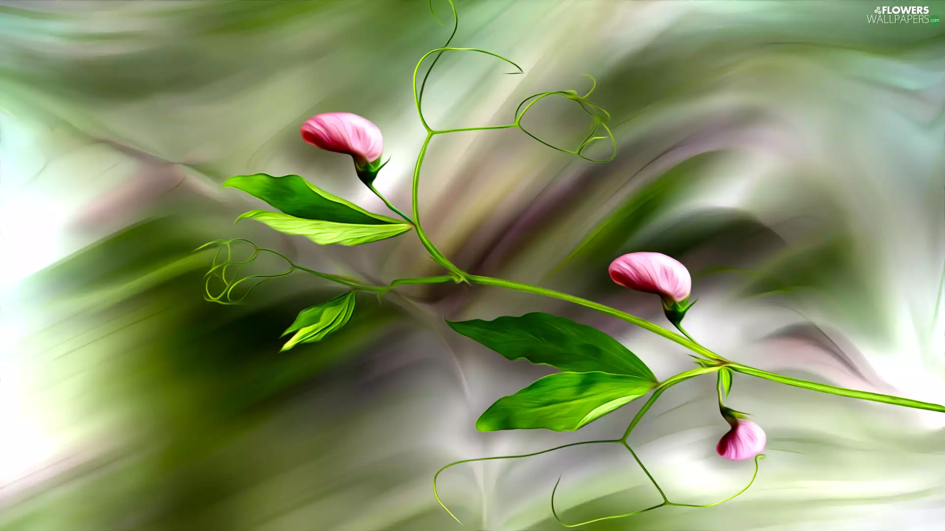 Buds, graphics, Fragrant Peas, Leaf, twig