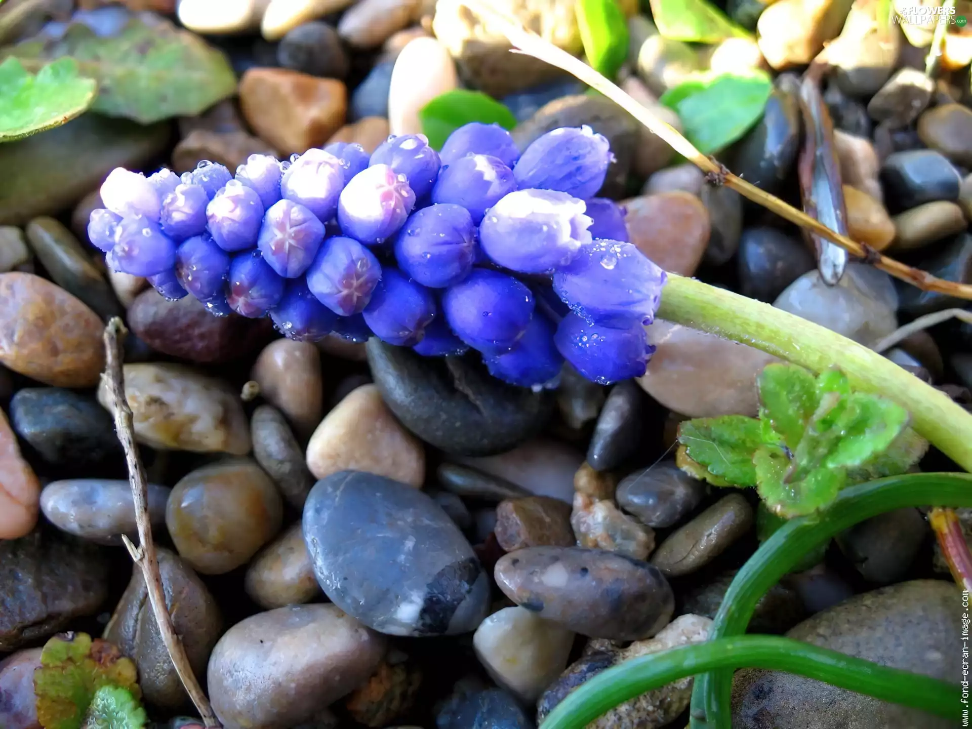 Armenian grape hyacinth, Pebble