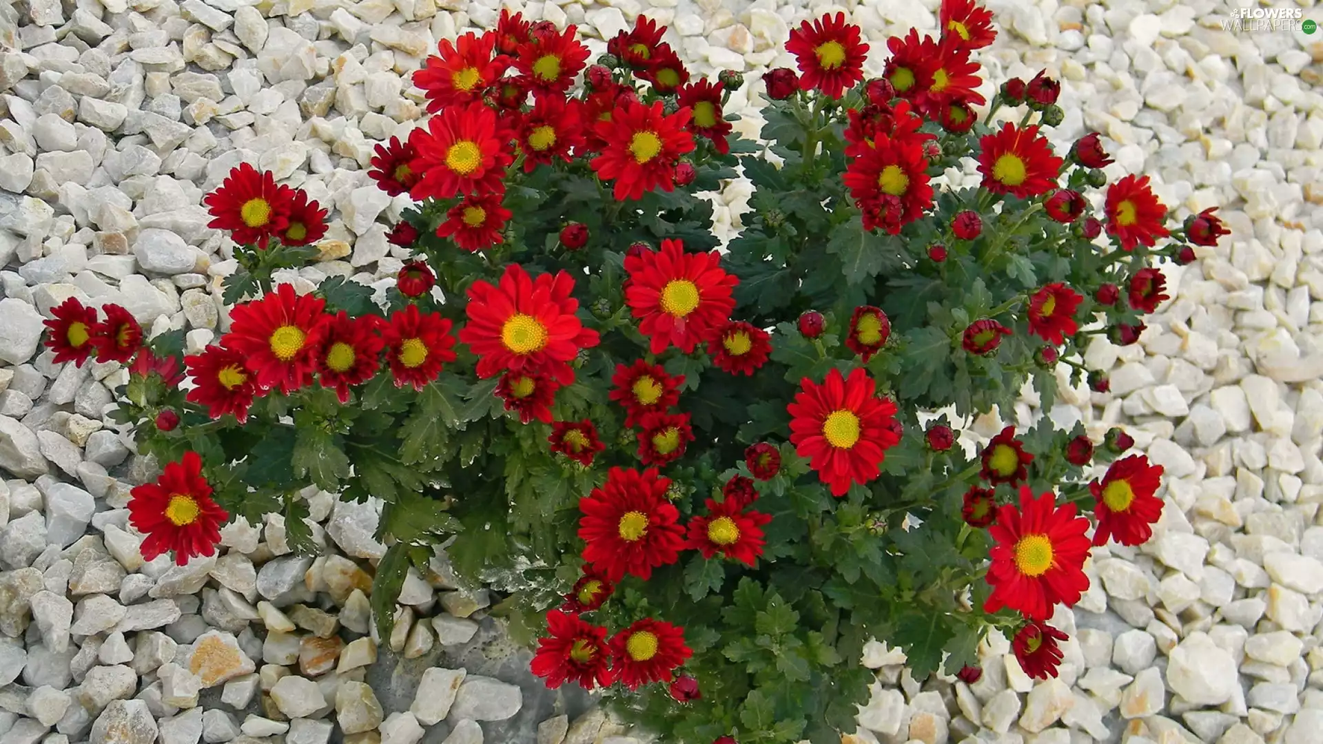 Flowers, Chrysanthemums, Pebble, Red