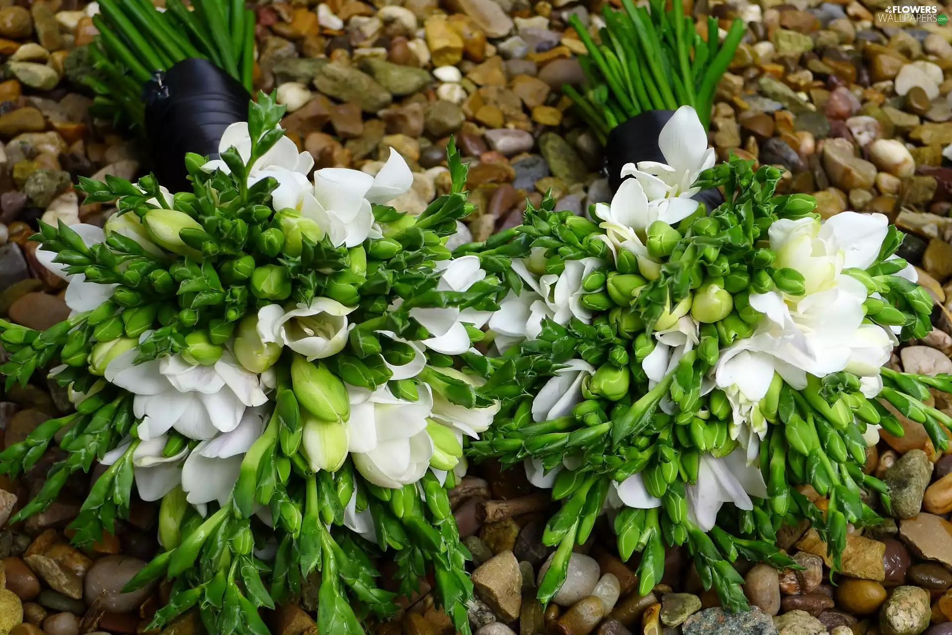 Bouquets, Pebble, Freesias, White, Flowers