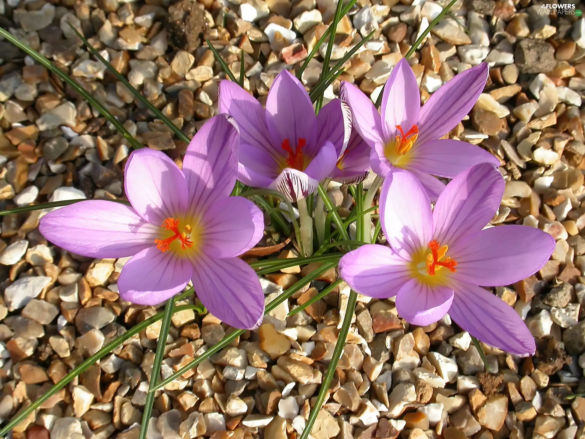 pebbles, beatyfull, crocuses