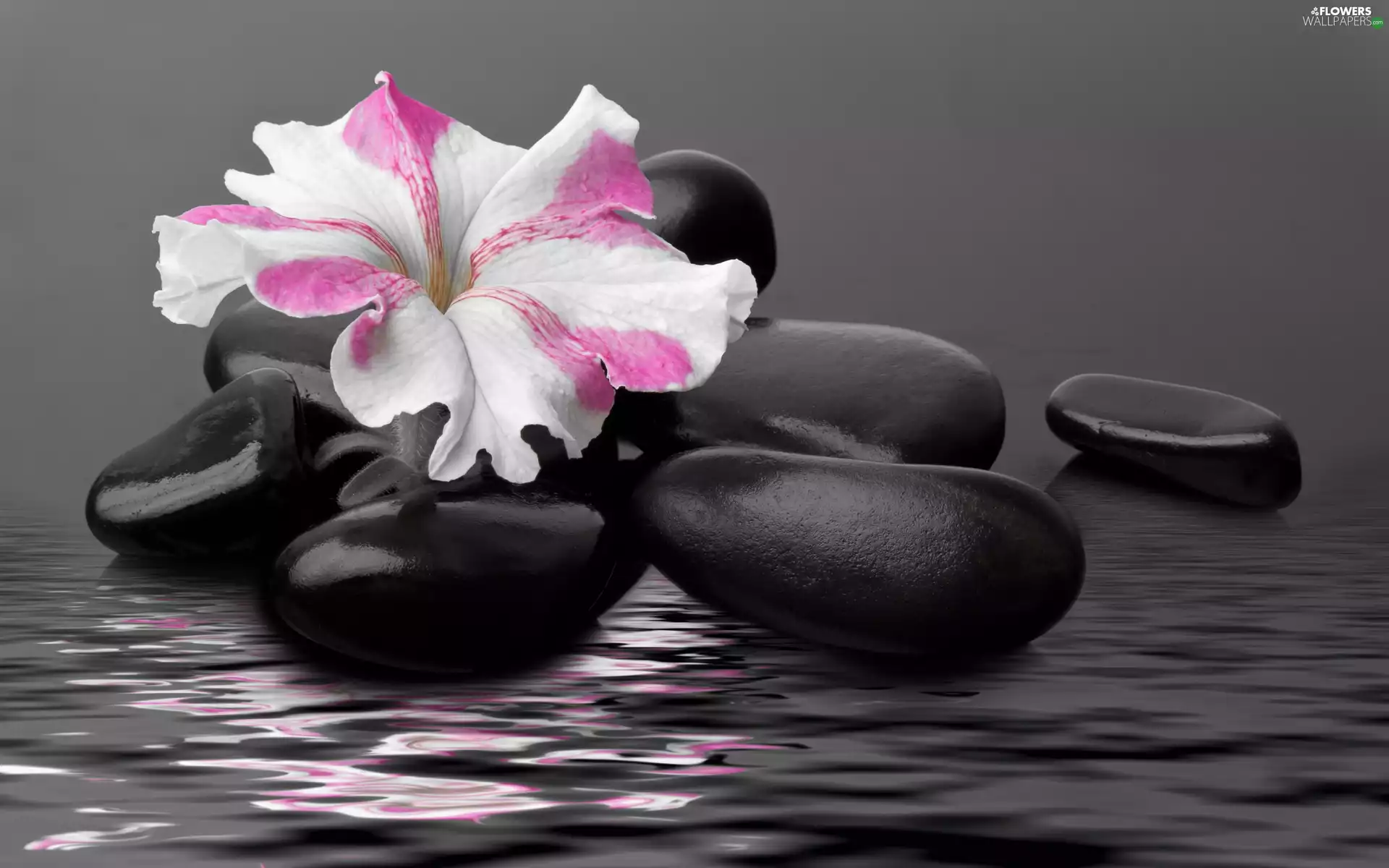 petunia, water, Spa, pebbles