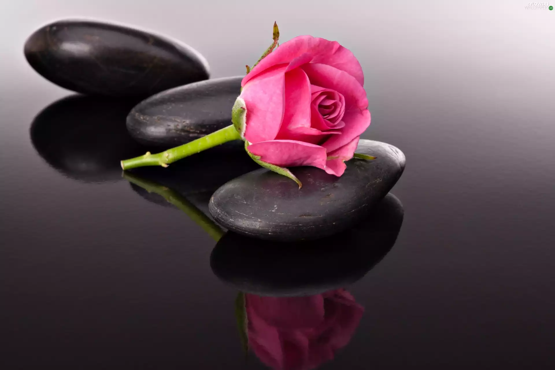 rose, water, Spa, pebbles
