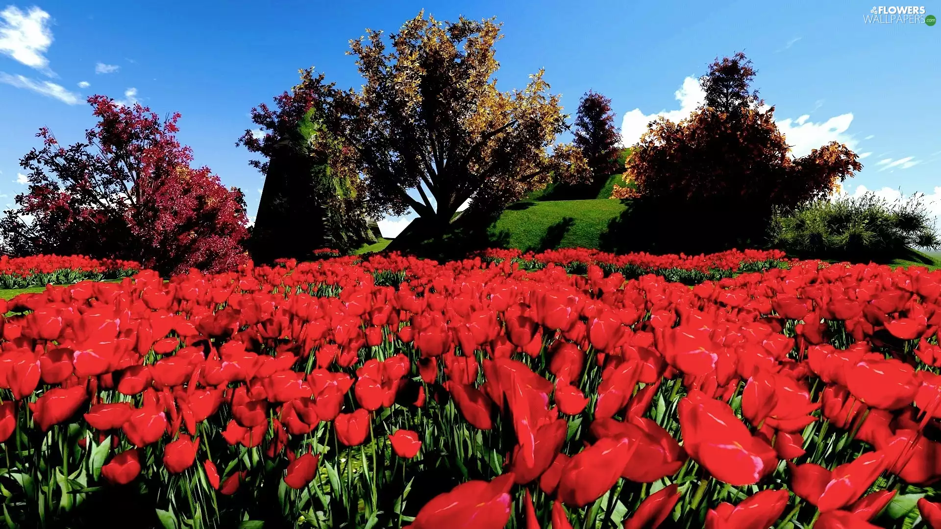 Spring, Red, Tulips, peer