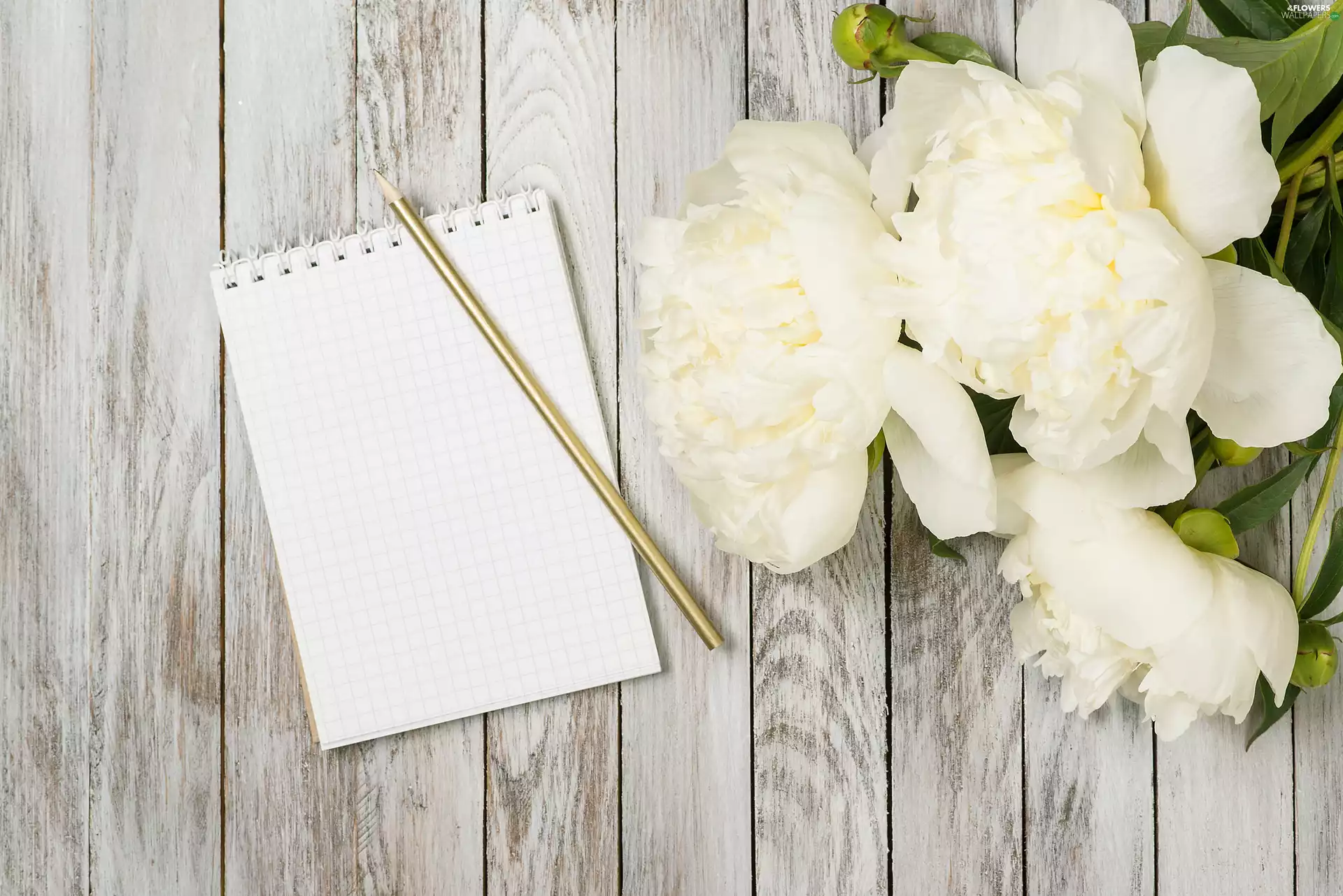 Peonies, pencil, boarding, note-book