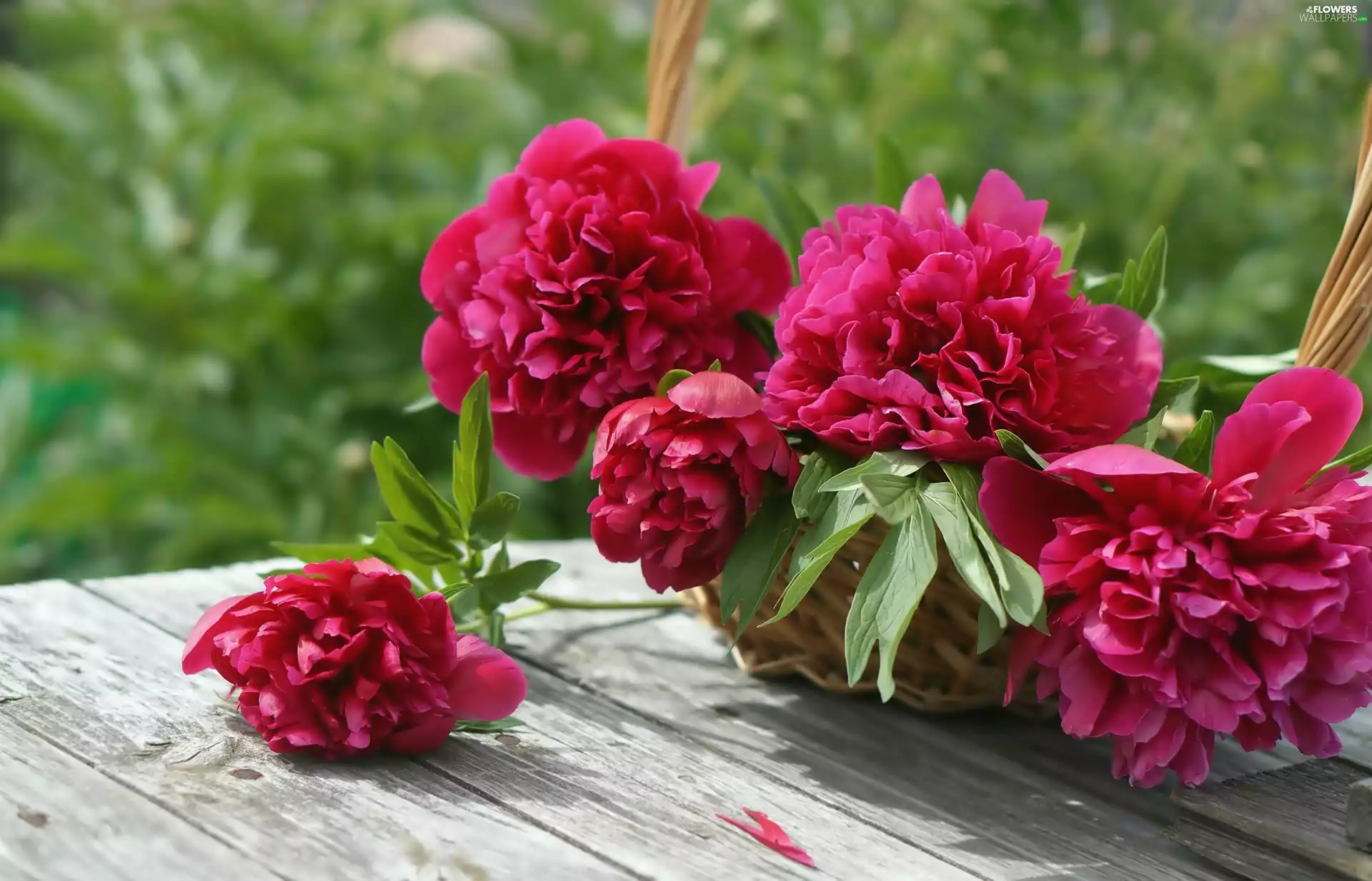 Peonies, basket