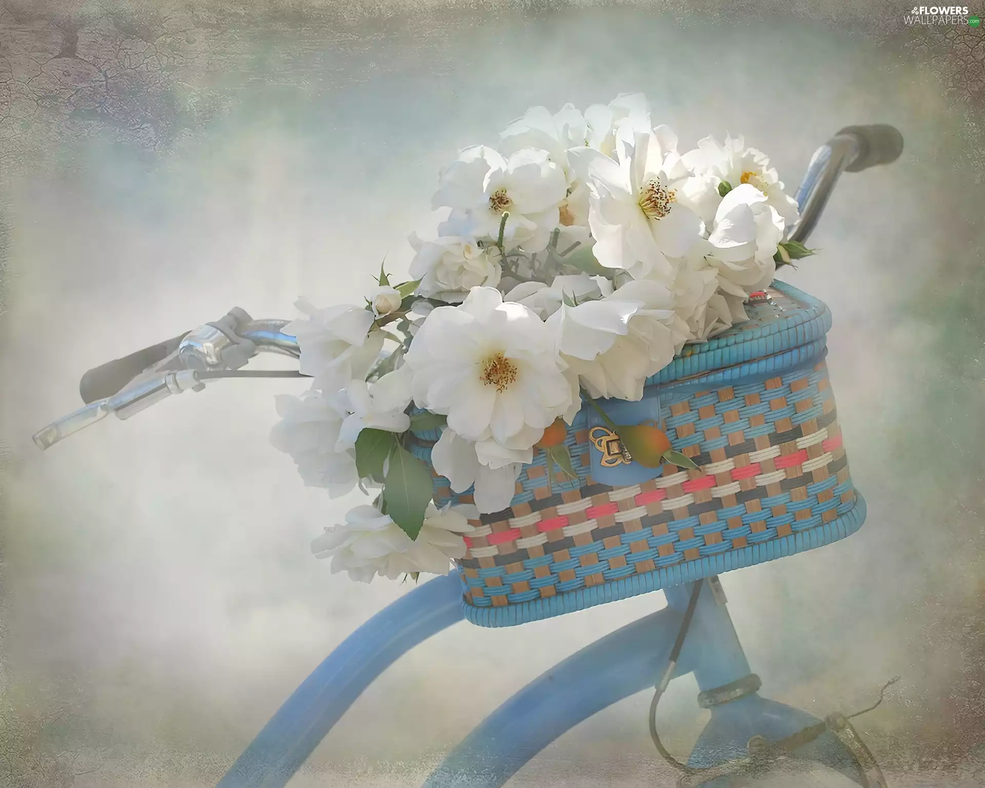 White, Peonies, Bike, basket, blue