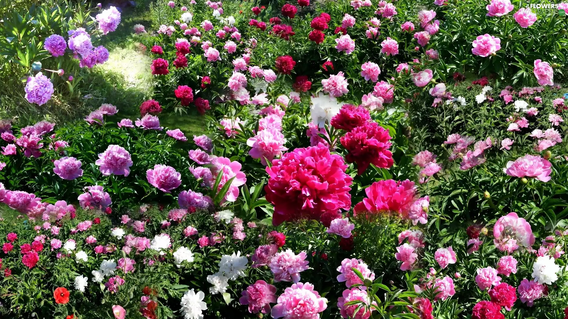 Peonies, Garden, color