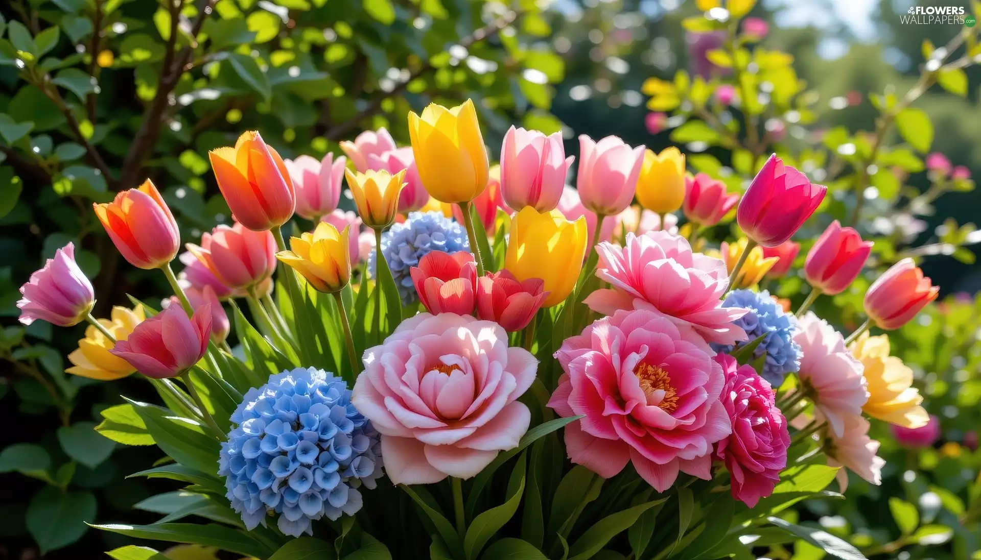 Flowers, bouquet, hydrangeas, Peonies, Tulips, color