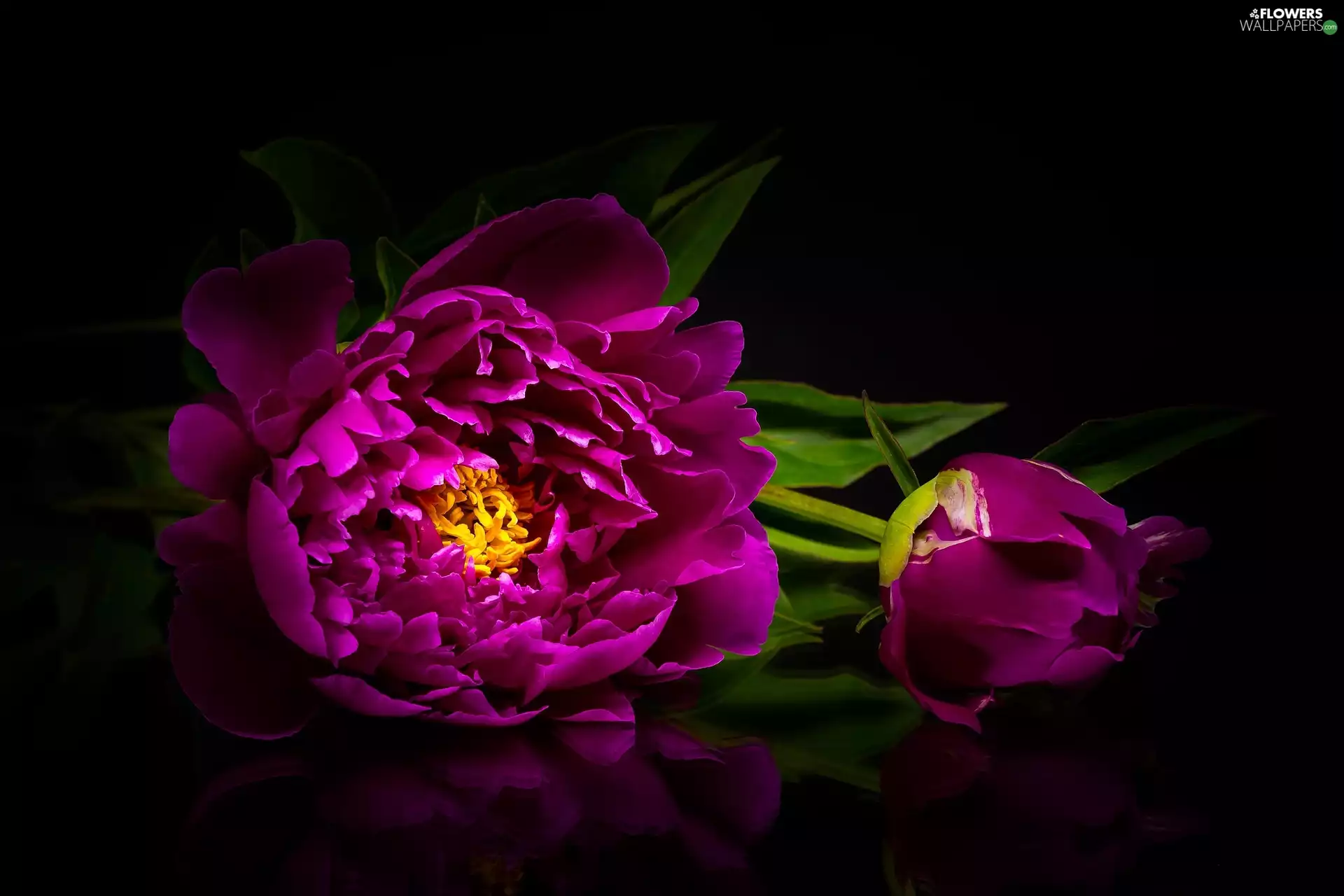 bud, Colourfull Flowers, reflection, Dark Background, Leaf, Peonies