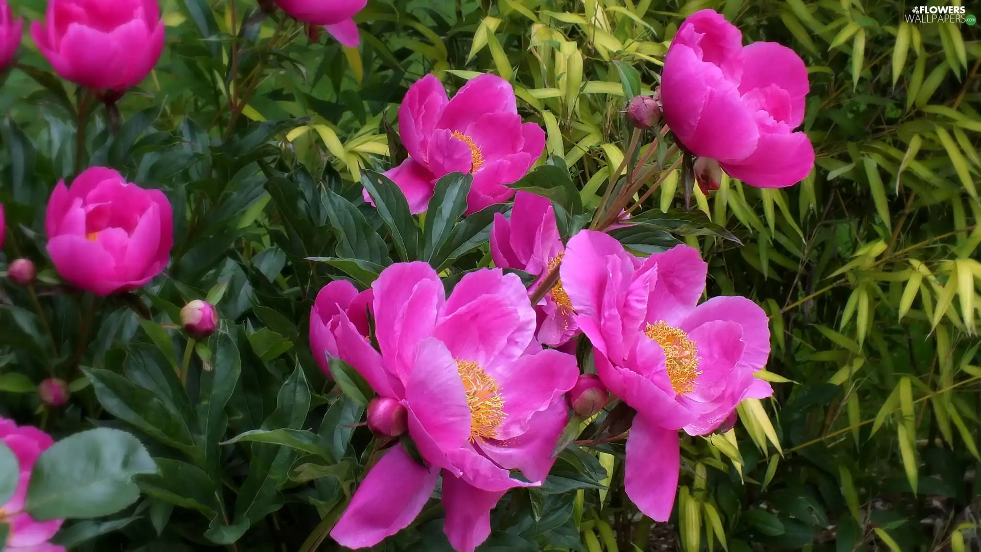 Flowers, Buds, Leaf, Peonies