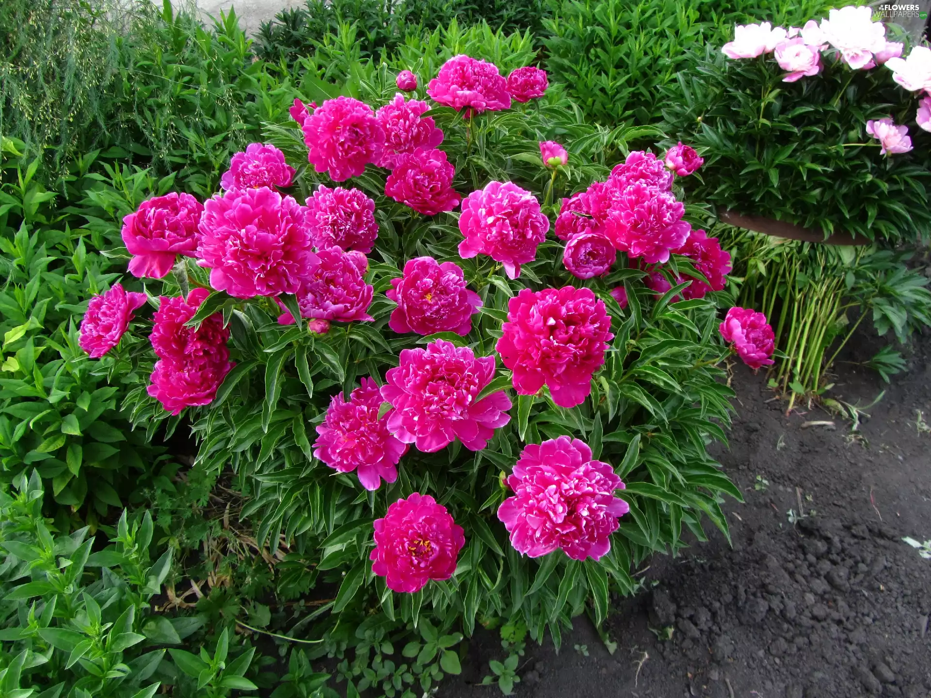 Peonies, Garden