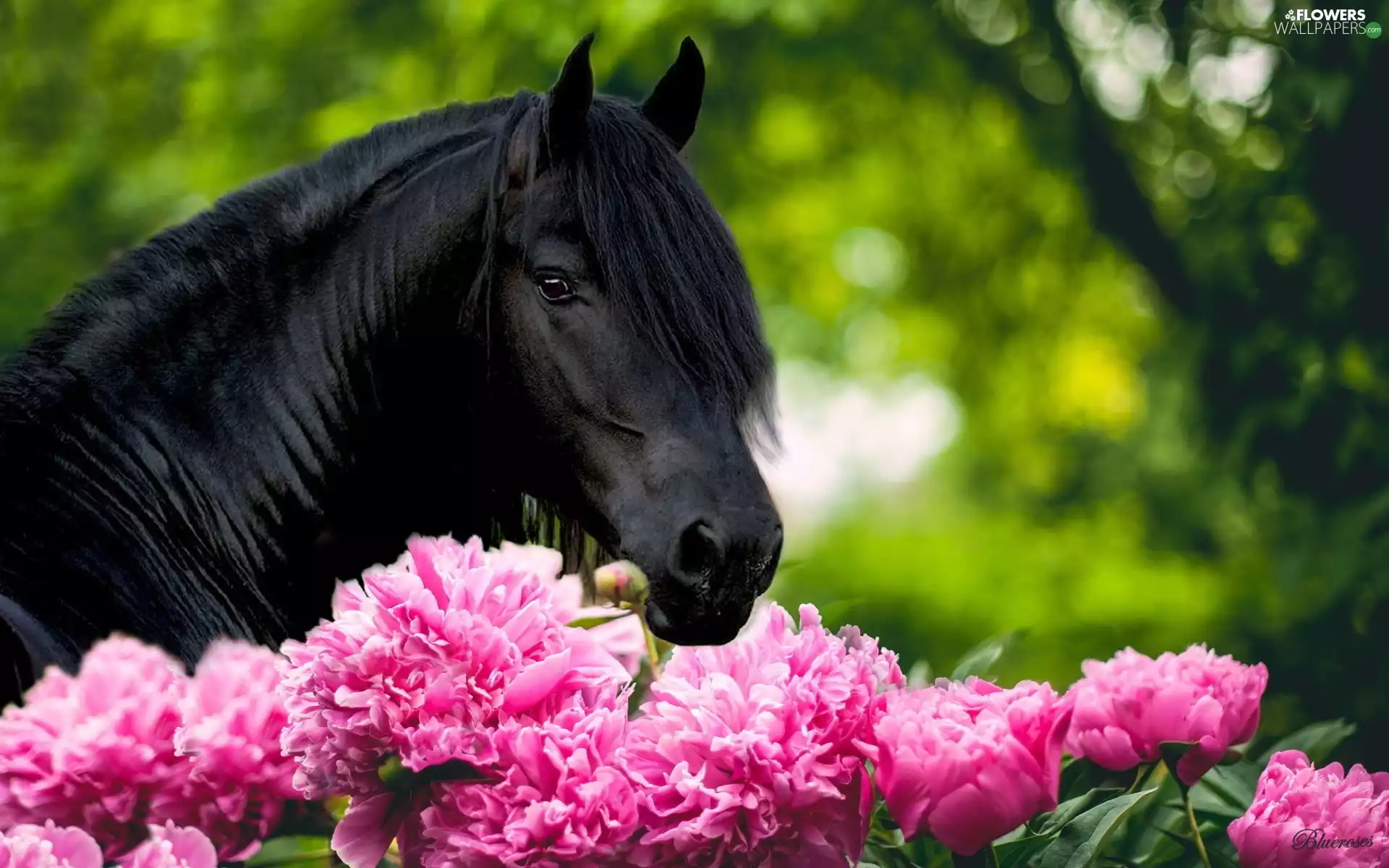 Peonies, Penalties, Horse