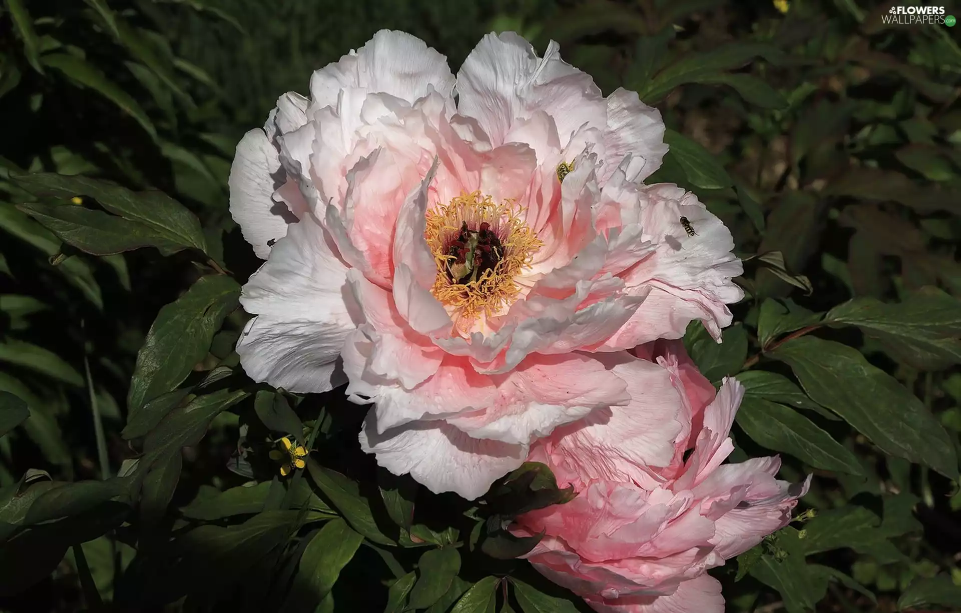 Flowers, Peonies, Insect, Light pink